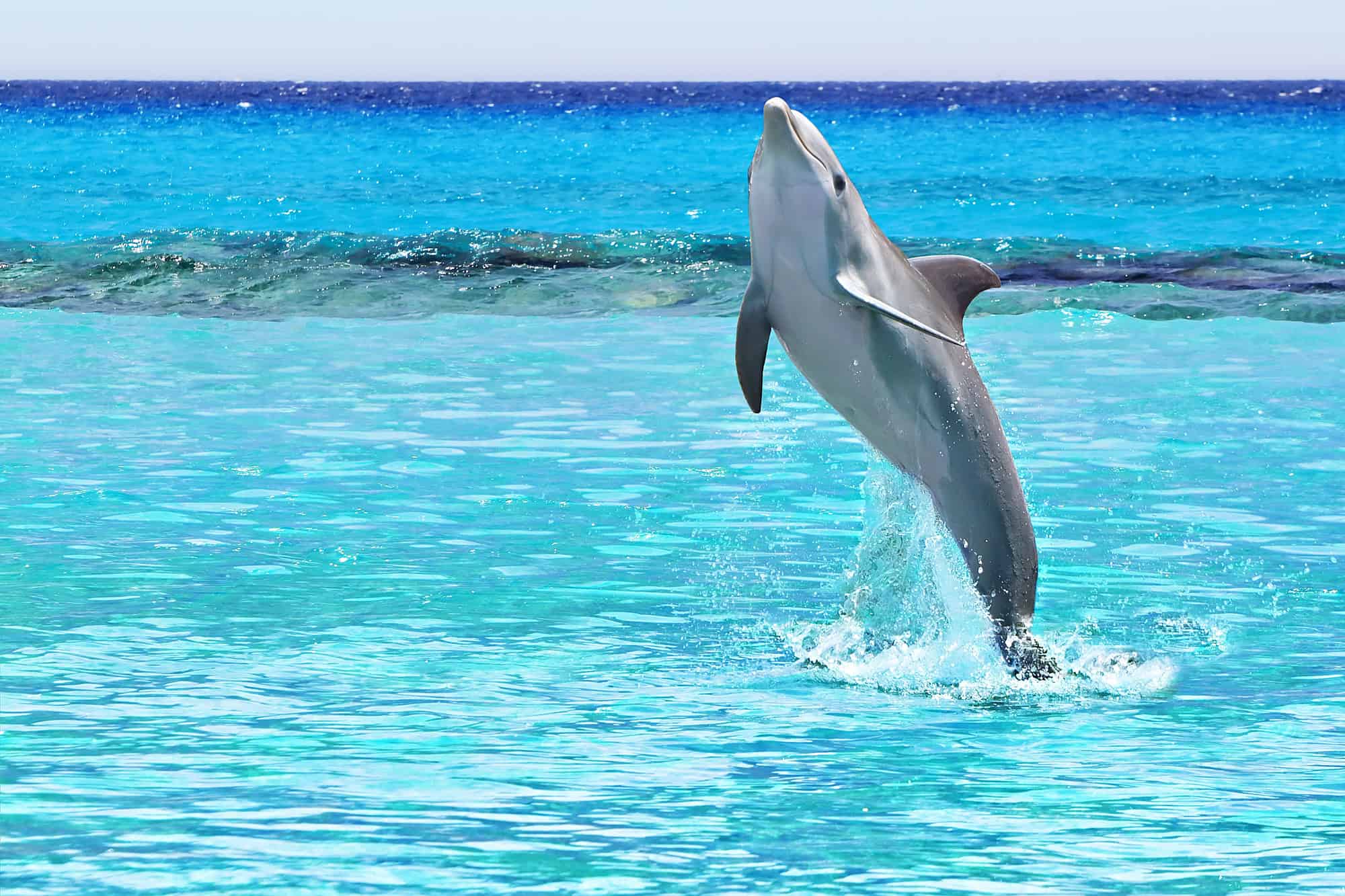 Top 10 Craziest All-Inclusive Resort Activities for Thrill-Seekers 40 Dolphin jumping of the Caribbean Sea