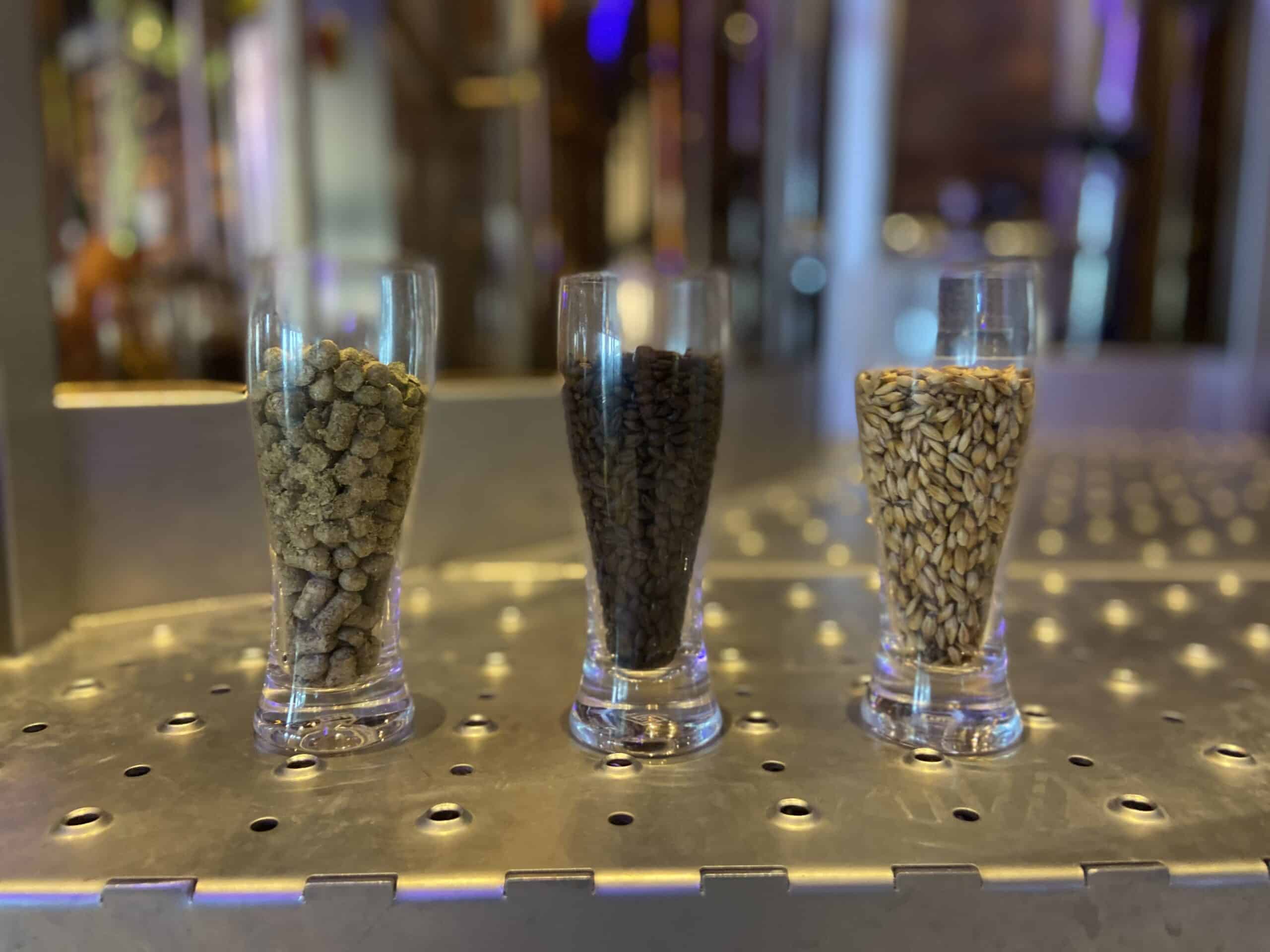 three glasses with grains of wheat and hops on the table