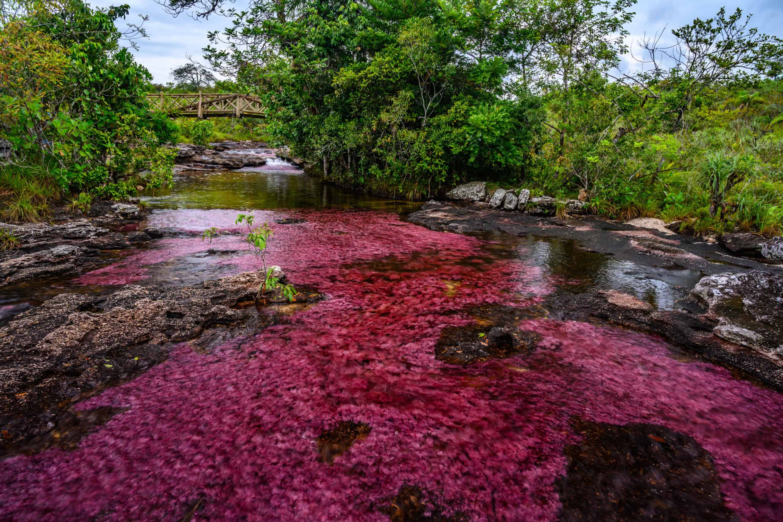 Caño Cristales, Colombia