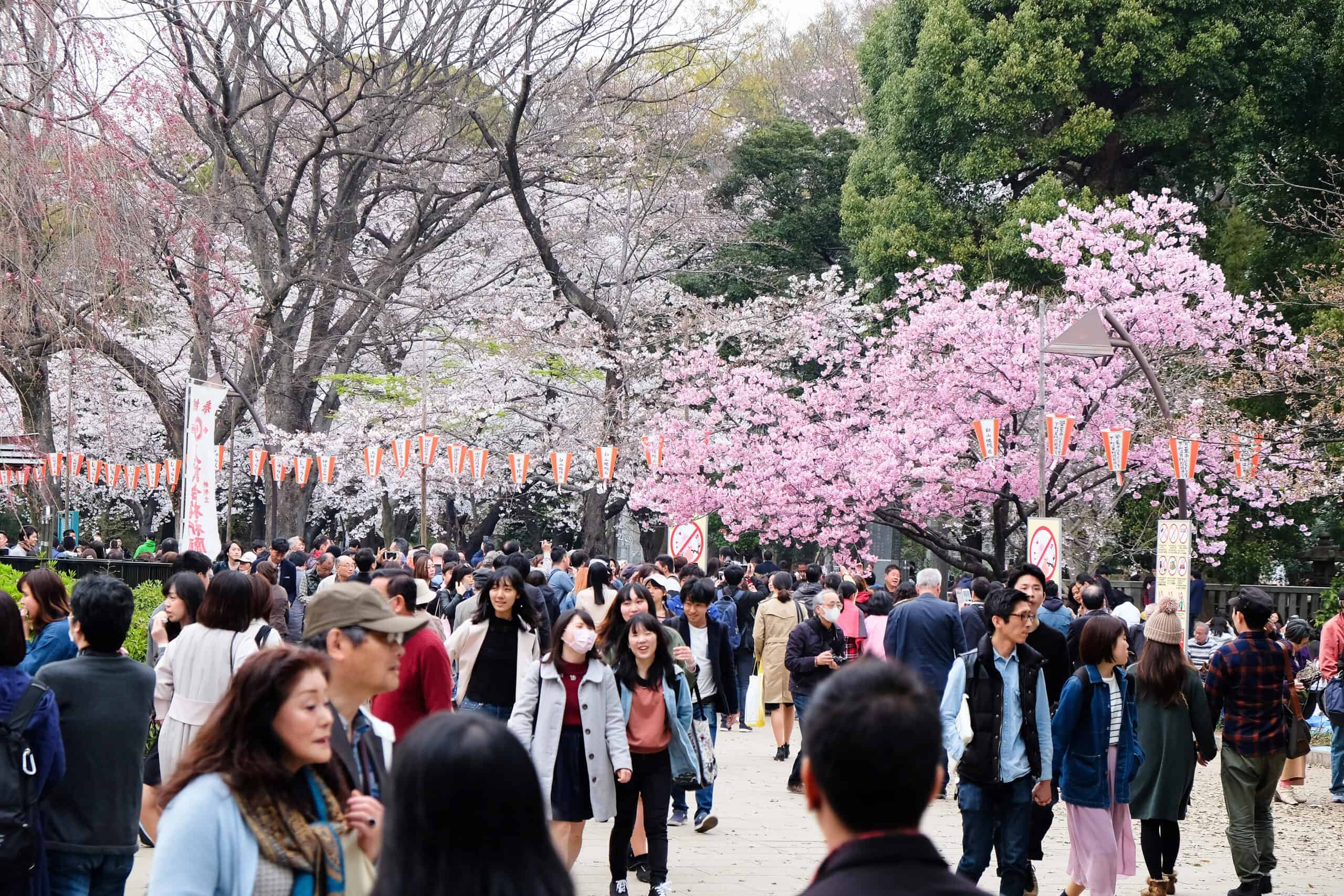 The Unbelievable Bucket List: 20 Must-Experience Festivals Around the Globe 20 Cherry Blossom Festival, Japan