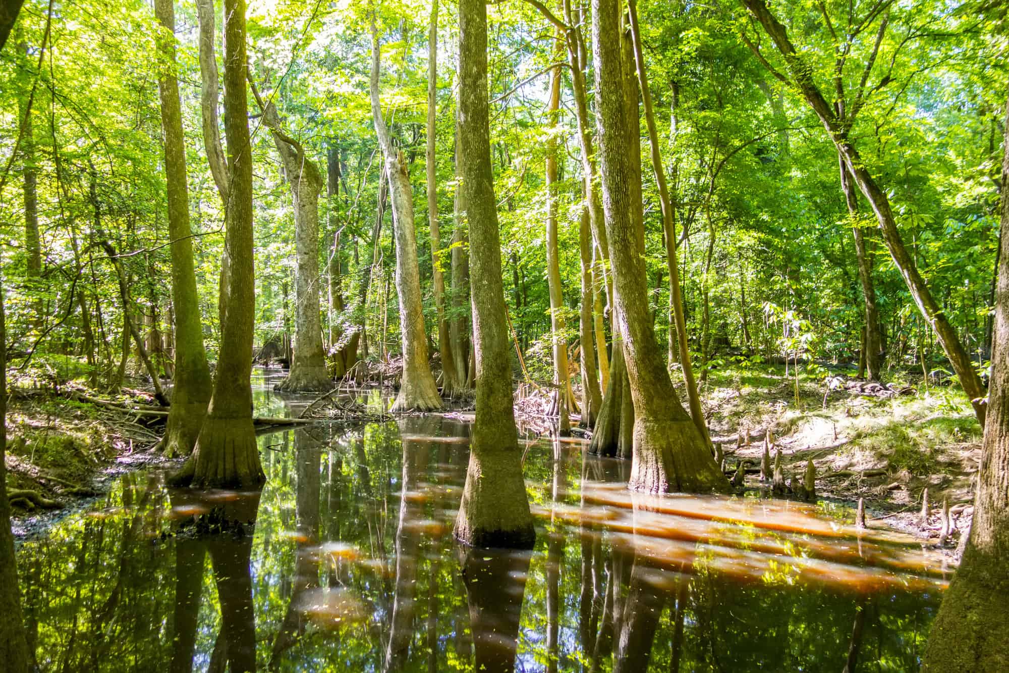 Congaree National Park, South Carolina