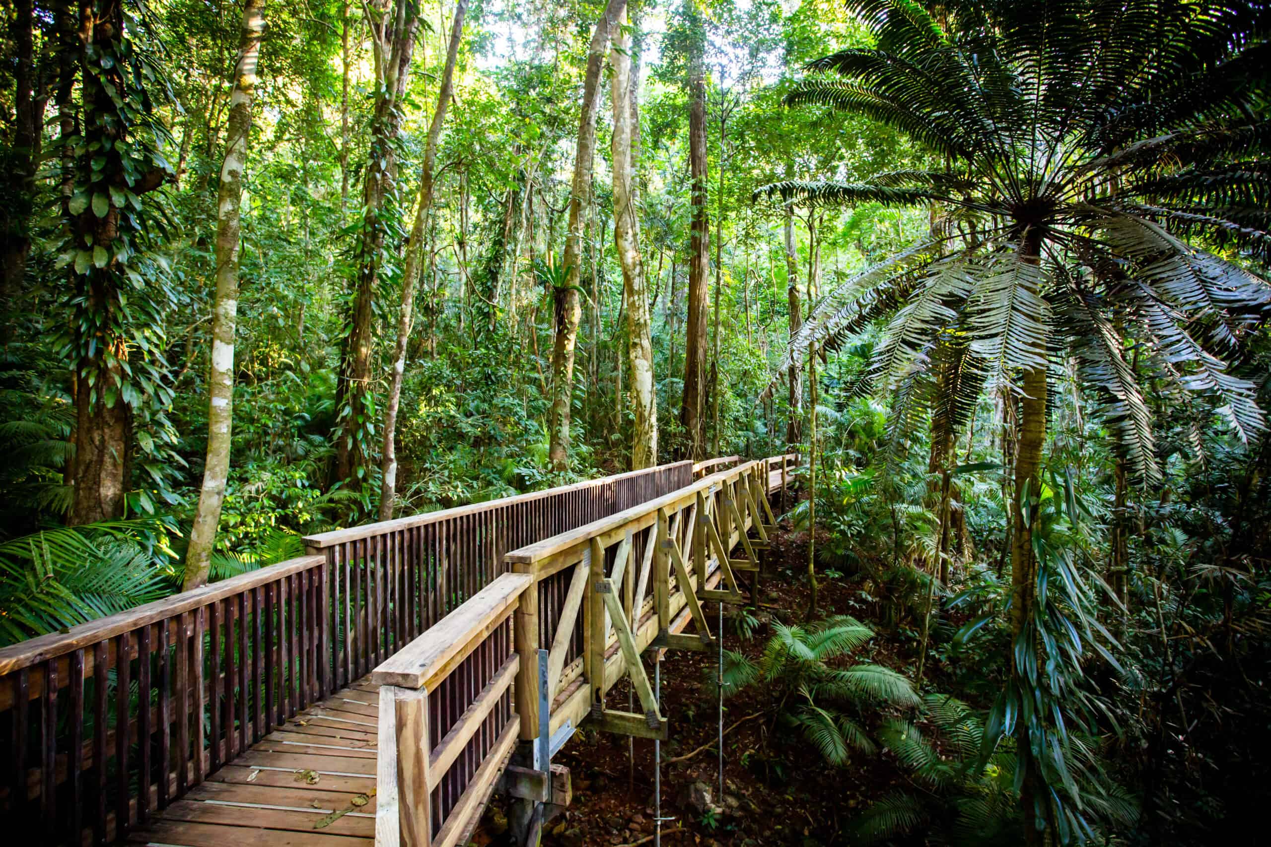 15 Reasons Why You Should Never Visit Australia 11 The Daintree Rainforest