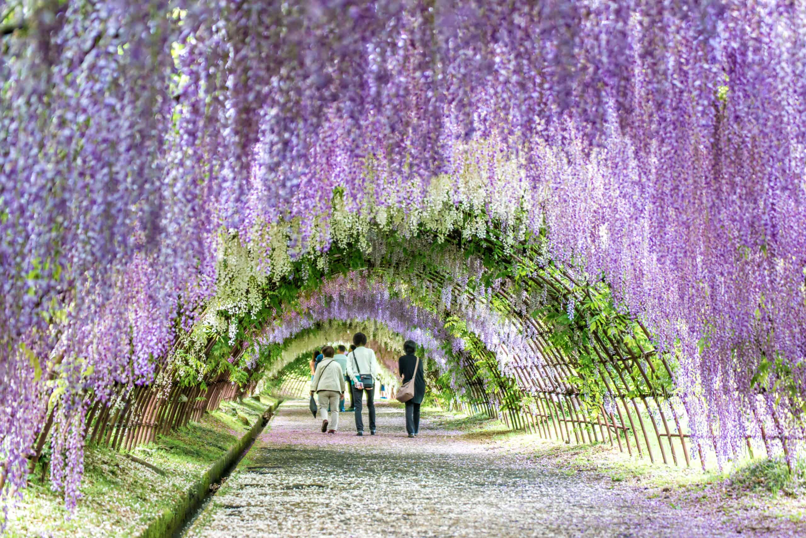 Kawachi Wisteria Garden, Japan