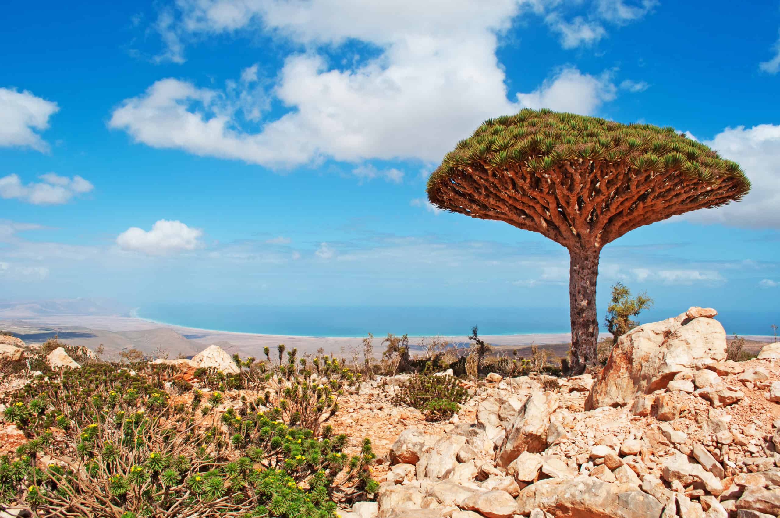 Socotra Island, Yemen