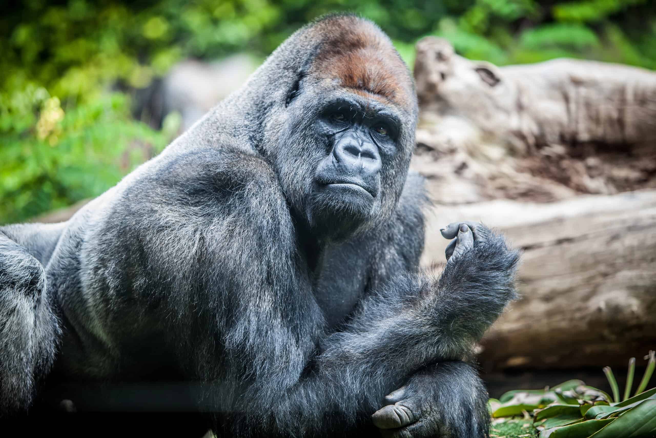 13 Places to Travel If You Love Wildlife 12 gorilla