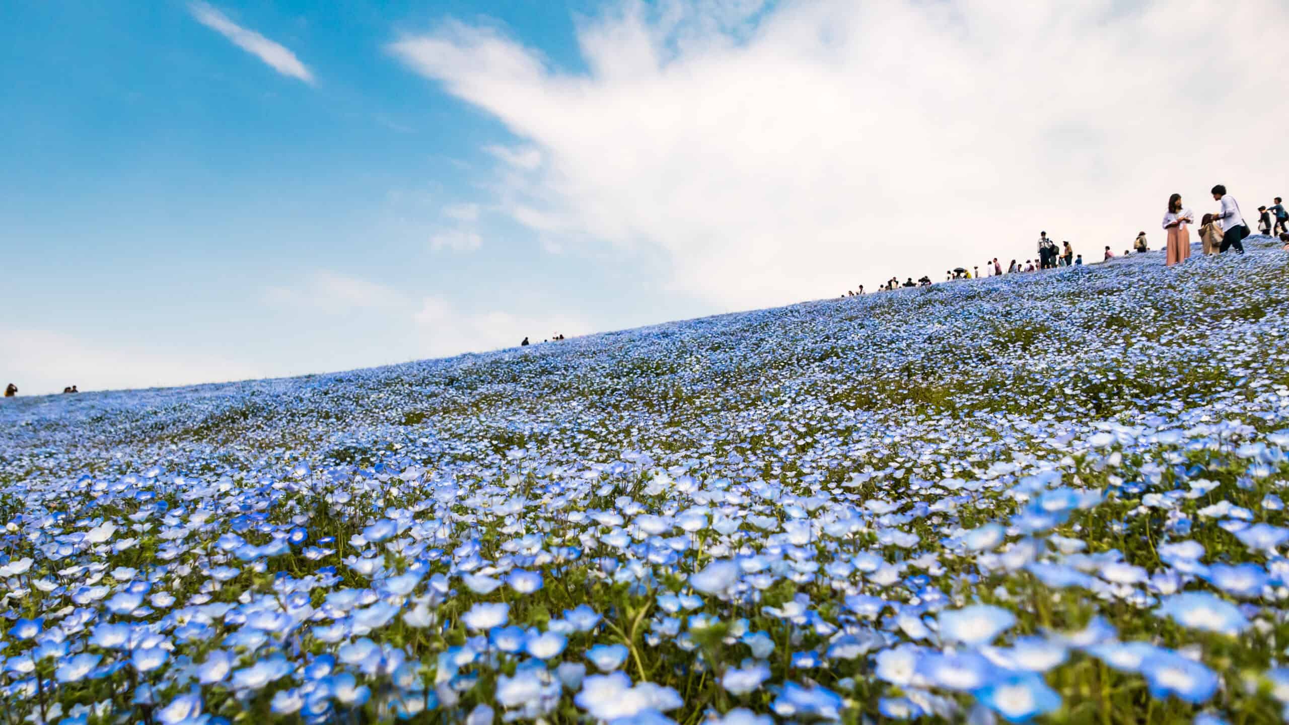 Hitachi Seaside Park, Japan