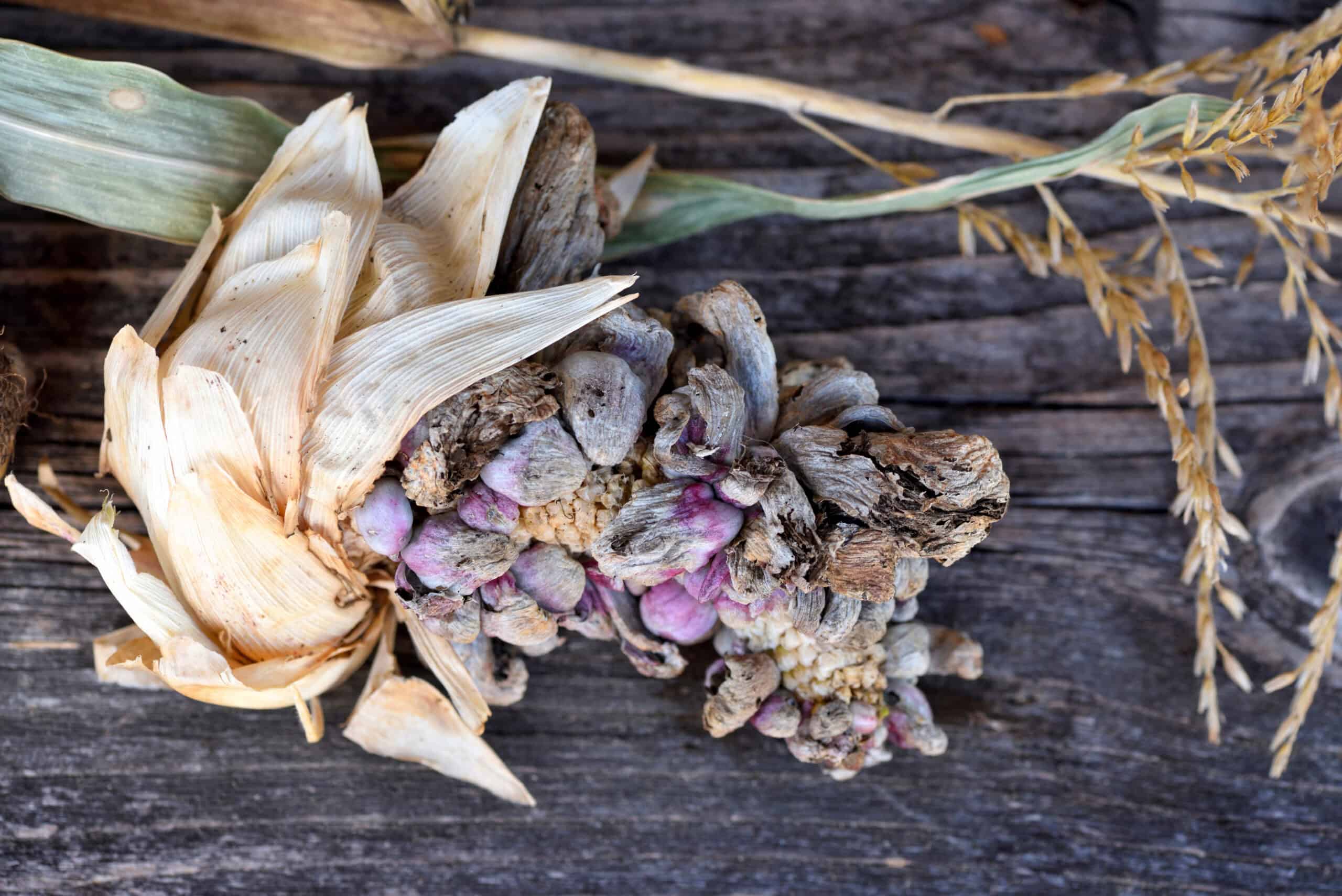 Venturing into the Unknown: 20 Bizarre Foods Around the World 11 Huitlacoche
