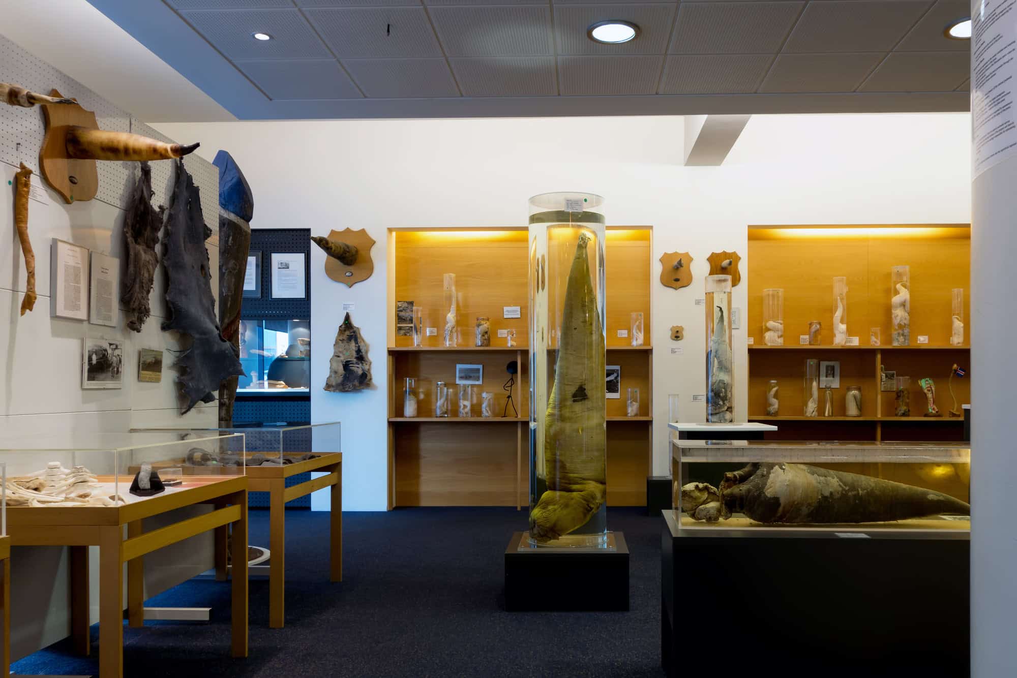 The Weirdest Museums You Won't Believe Actually Exist 3 Icelandic Phallological Museum