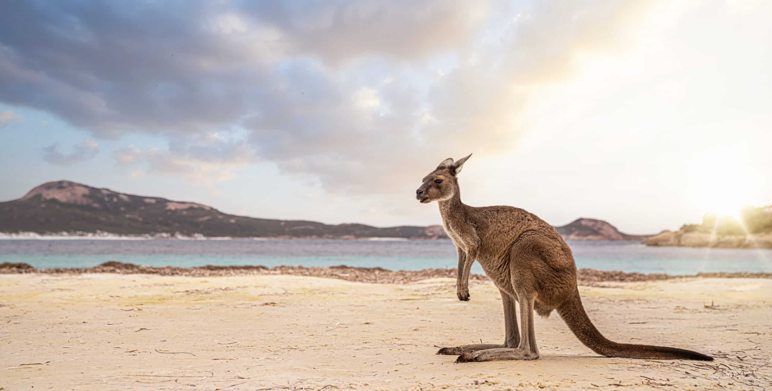 15 Reasons Why You Should Never Visit Australia 6 Kangaroo Island