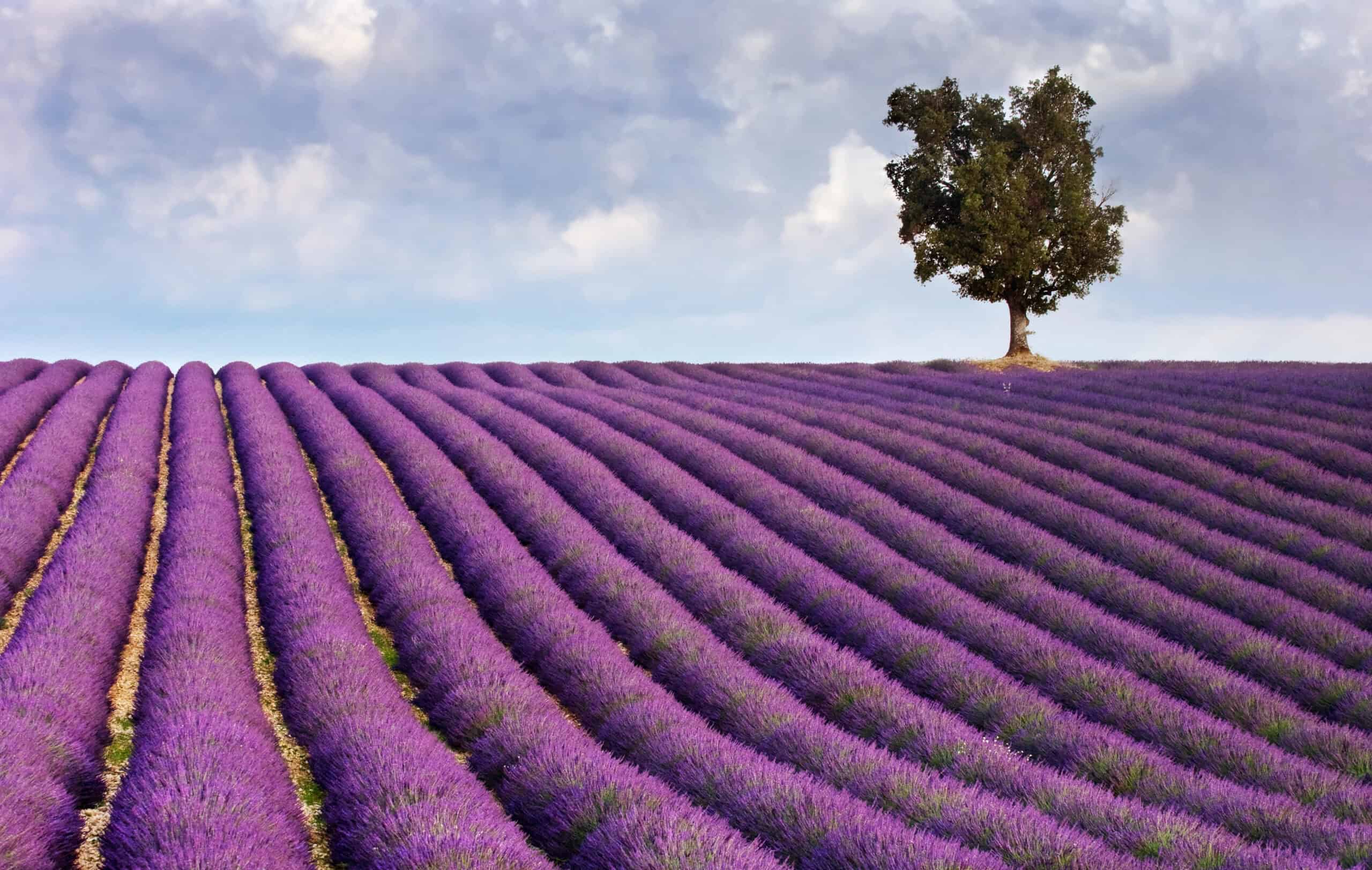 The Most Instagrammable Spots of 2024: 30 Places to Snap and Share 9 Lavender Fields, France