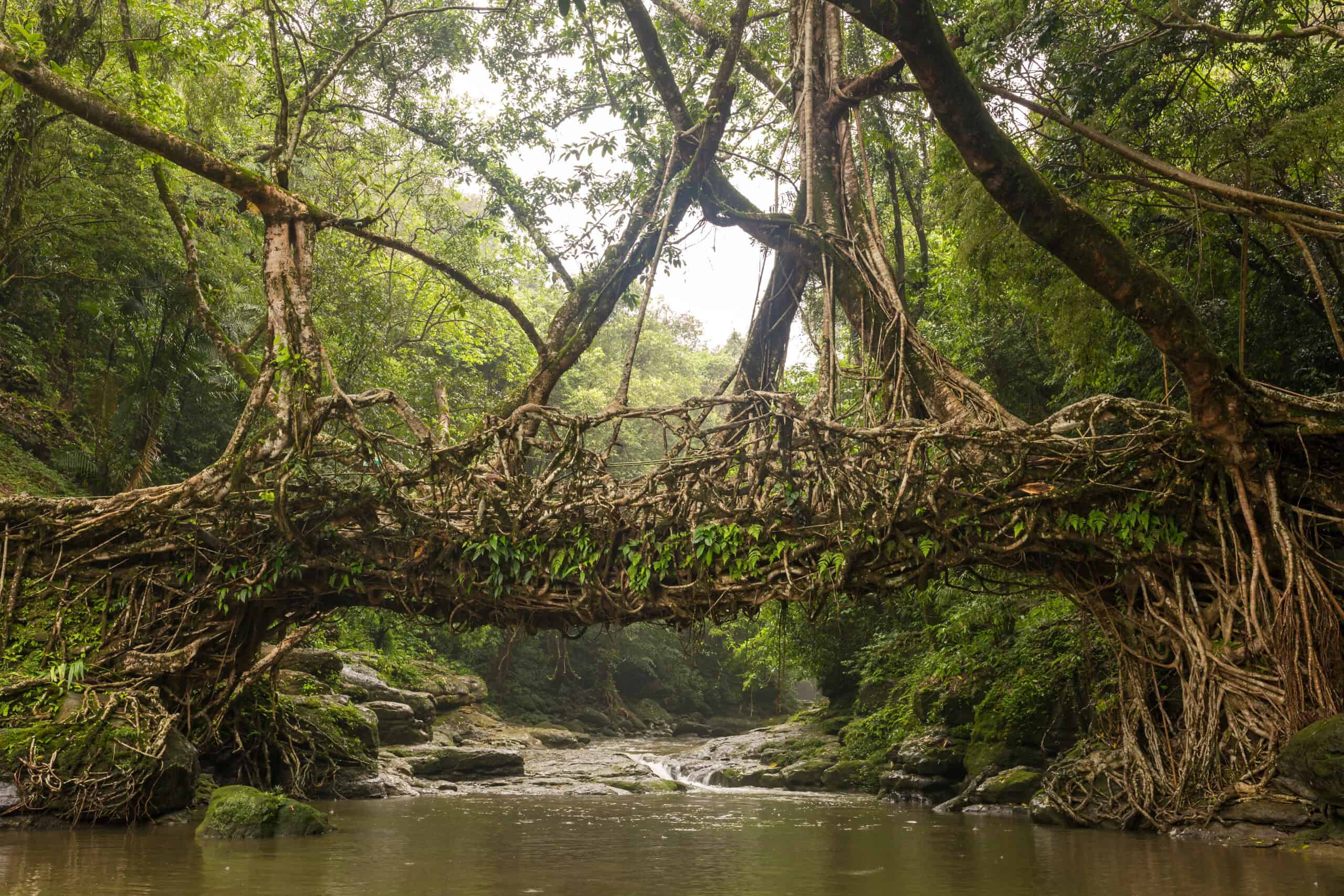 20 Unbelievable Travel Myths That Are Actually True! 11 Living Root Bridges in India