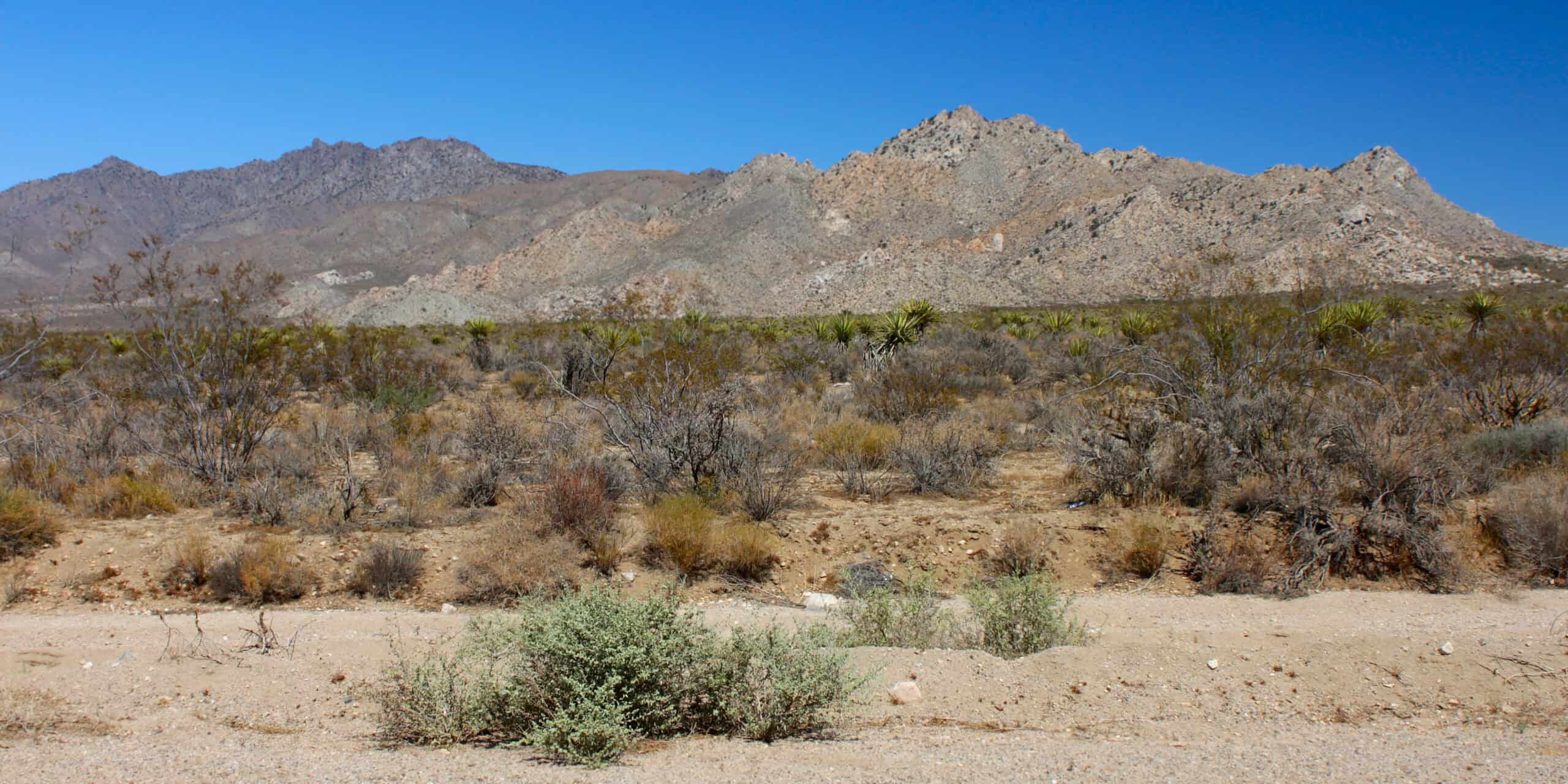 From Pink Dunes to Dancing Rocks: America's Most Surprising Desert Escapes 7 Mojave National Preserve scaled