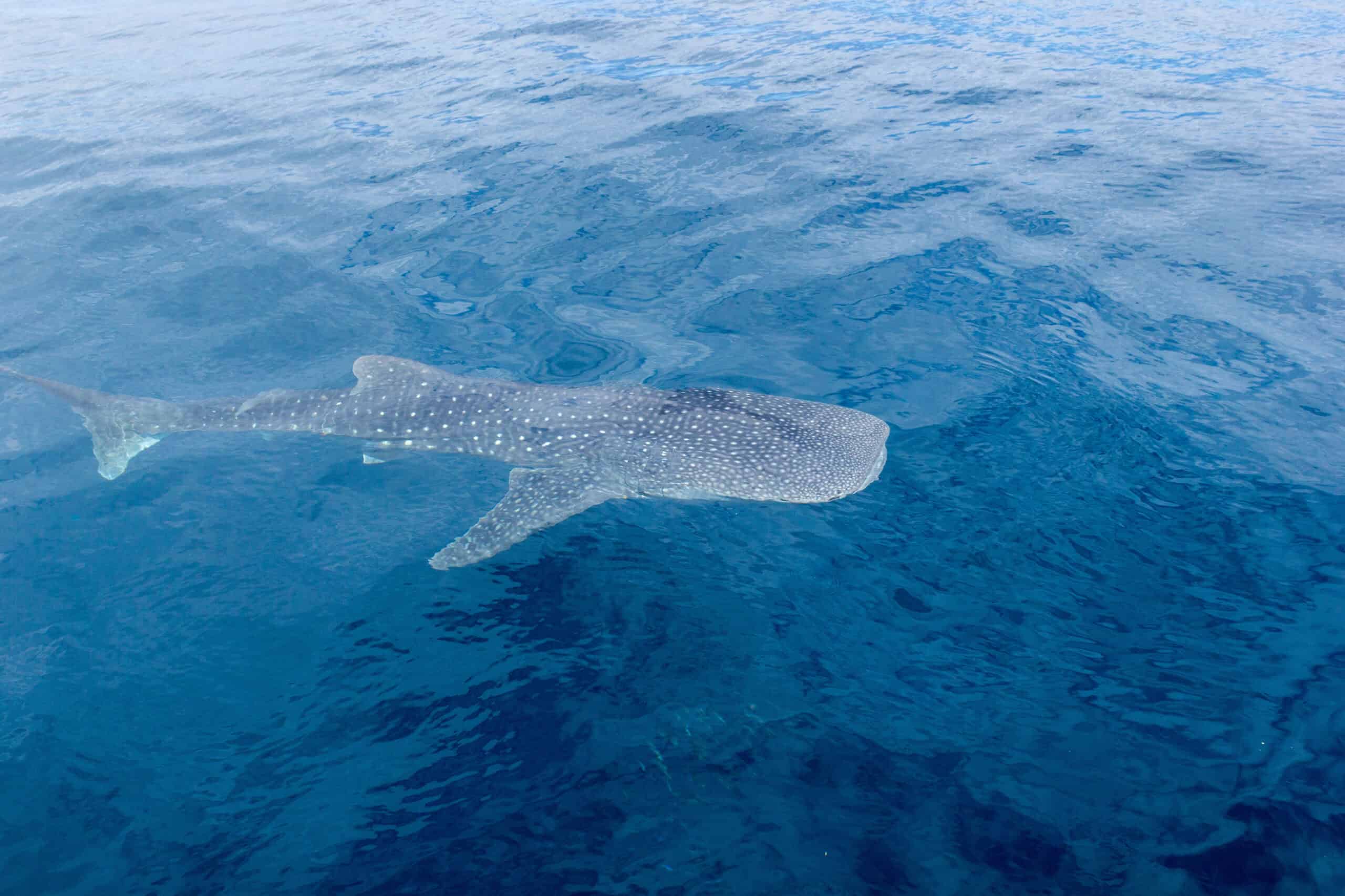 20 Bucket List Experiences Around the World You Can’t Miss 19 Swimming with Whale Sharks in Ningaloo Reef, Australia