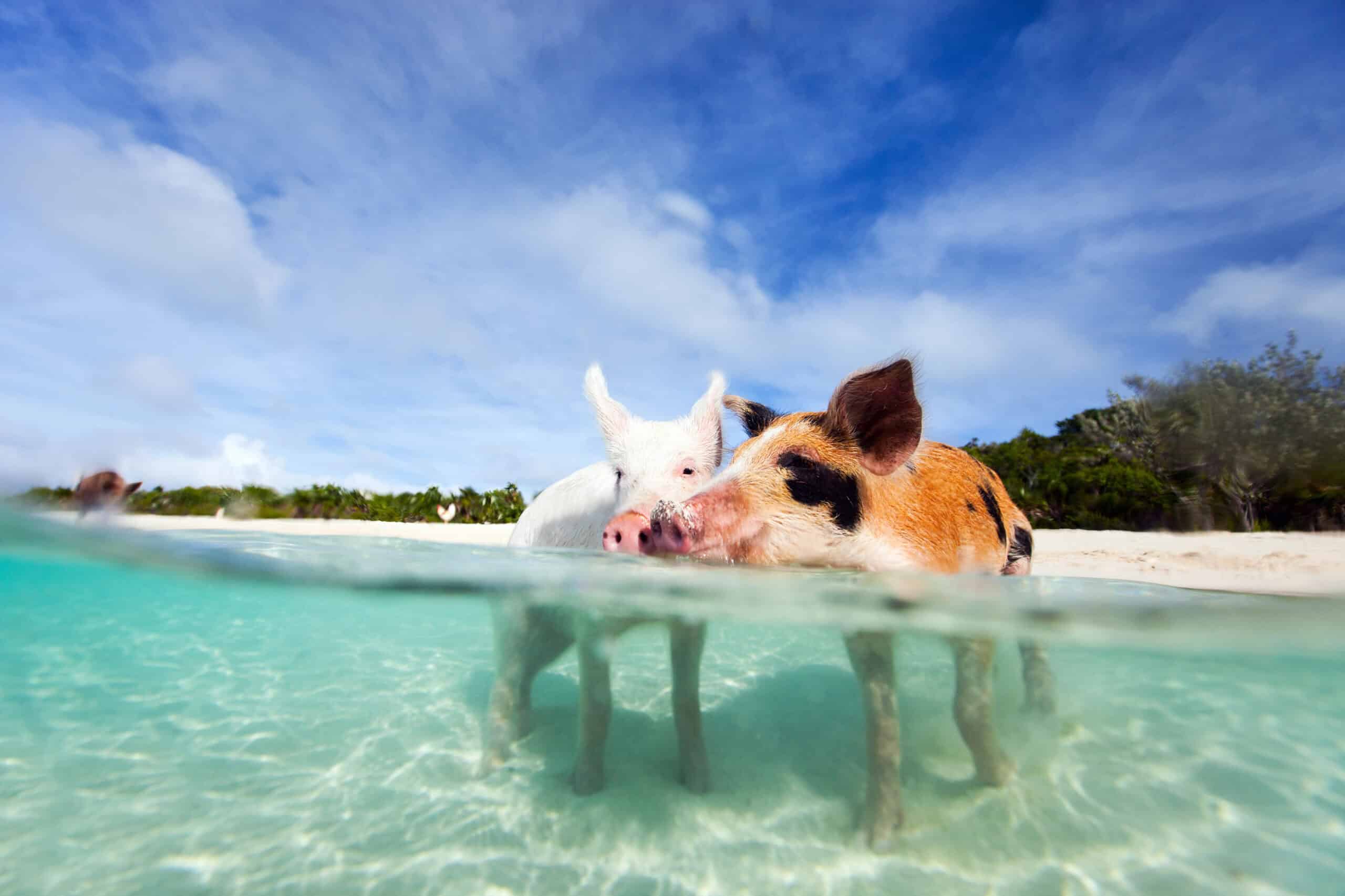The Most Instagrammable Spots of 2024: 30 Places to Snap and Share 20 Pig Beach, Bahamas