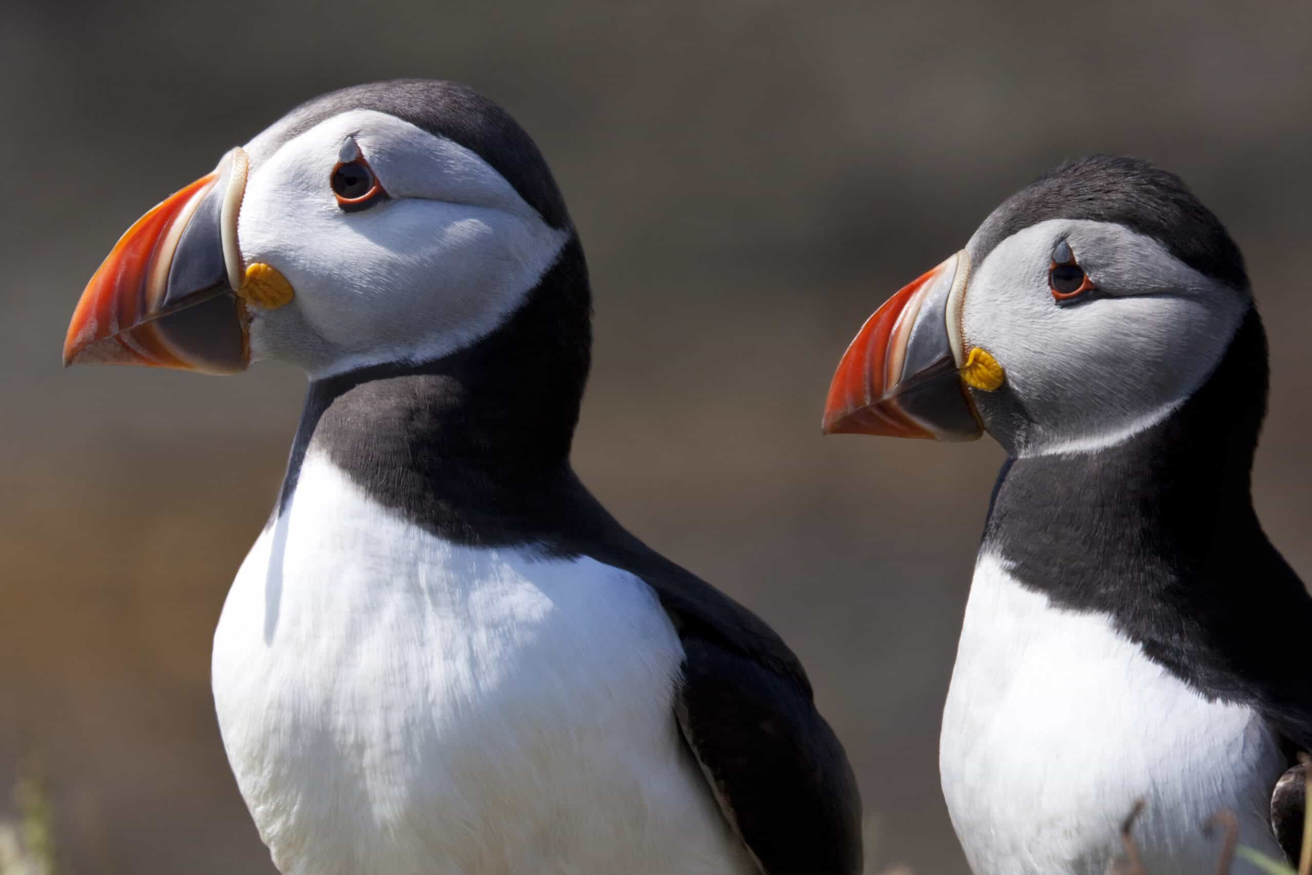 Venturing into the Unknown: 20 Bizarre Foods Around the World 14 Puffin Heart