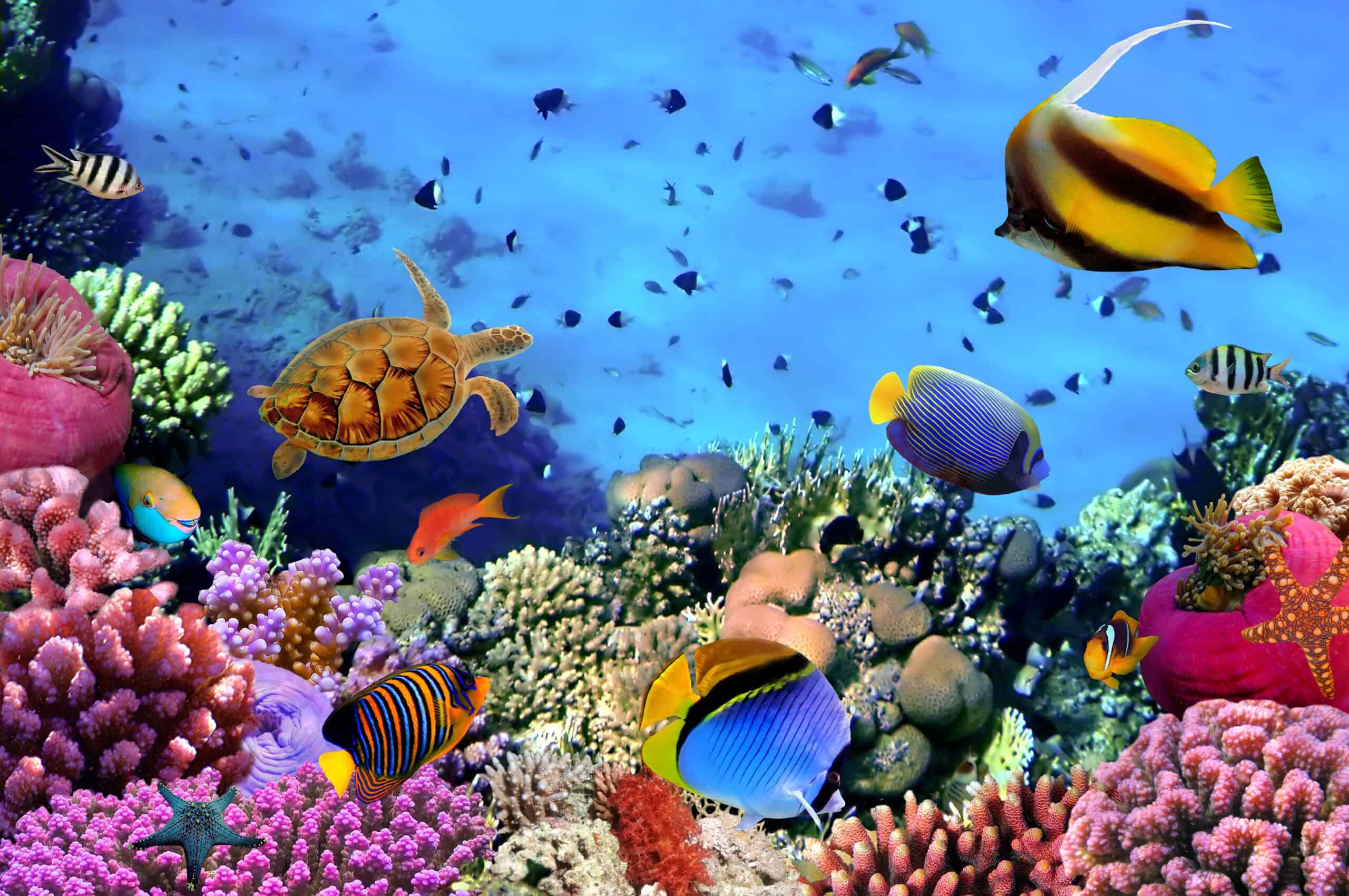 15 Most Colorful Coral Reefs to Snorkel and Dive In 10 Red Sea Coral Reef, Egypt