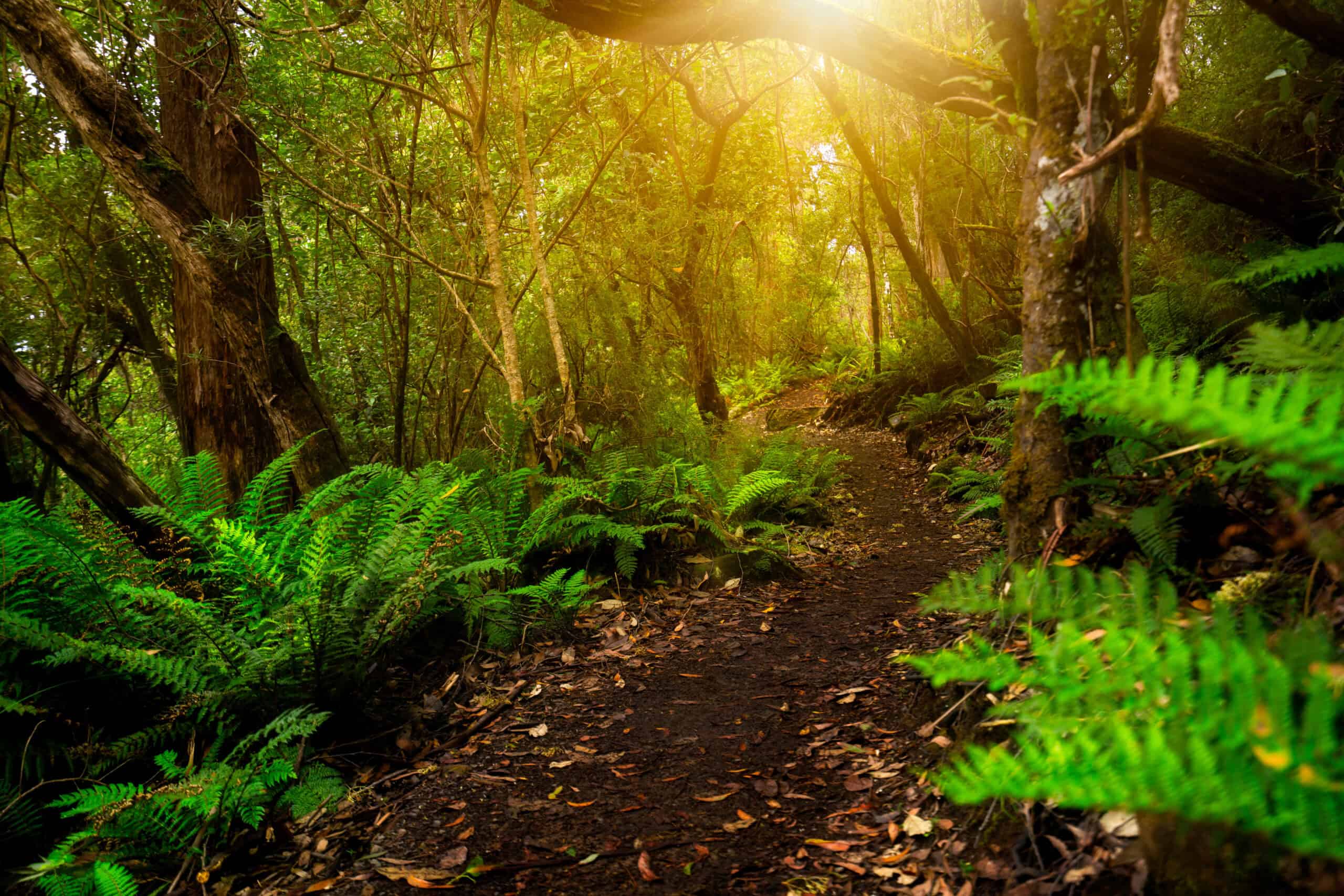 15 Reasons Why You Should Never Visit Australia 8 Tasmanian Wilderness