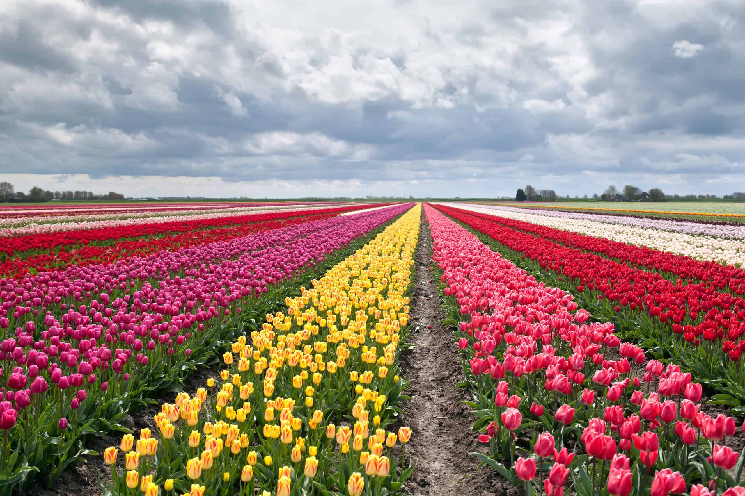 The Most Instagrammable Spots of 2024: 30 Places to Snap and Share 5 Tulip Fields, Netherlands