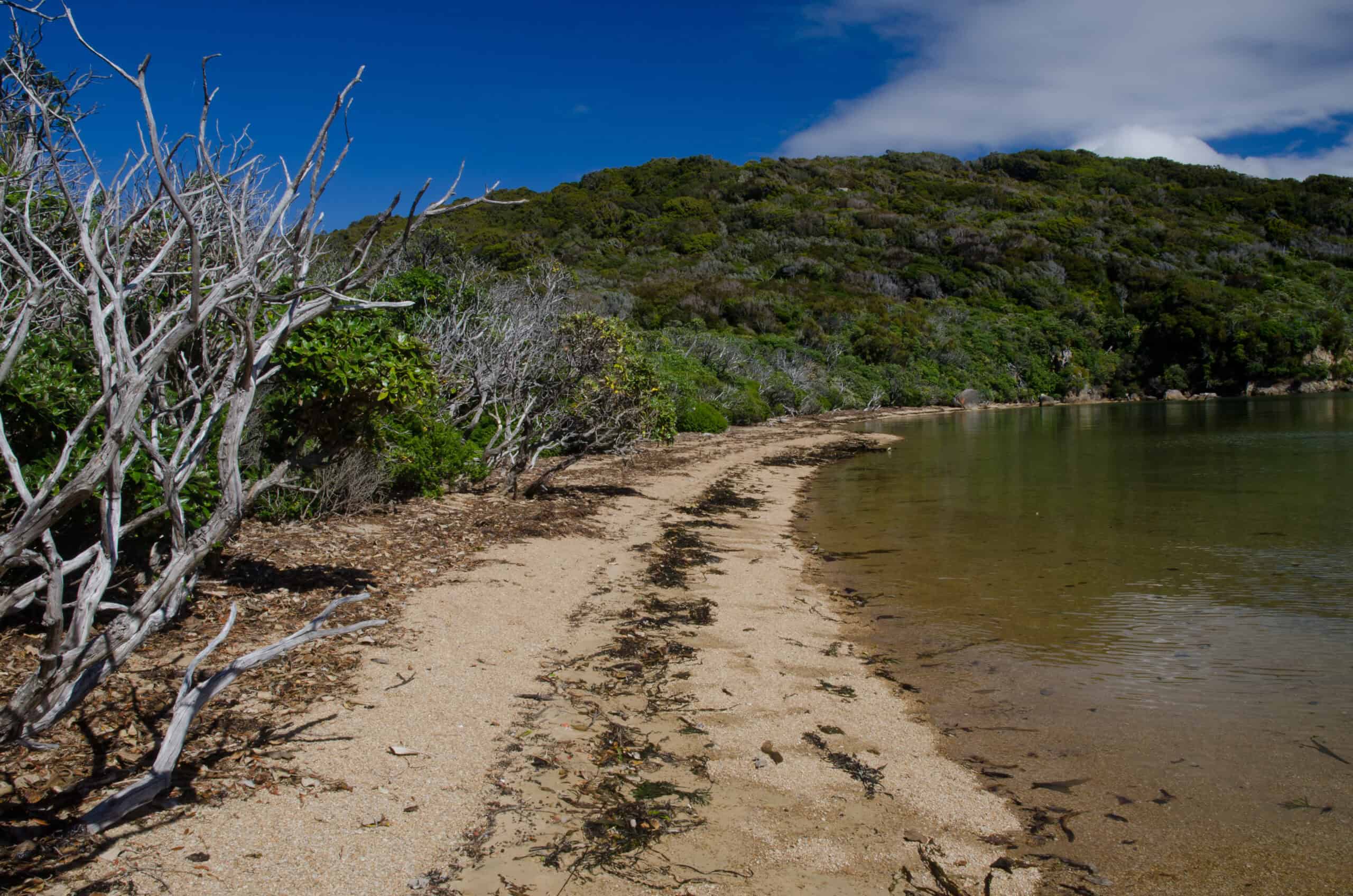 Ulva Island, New Zealand