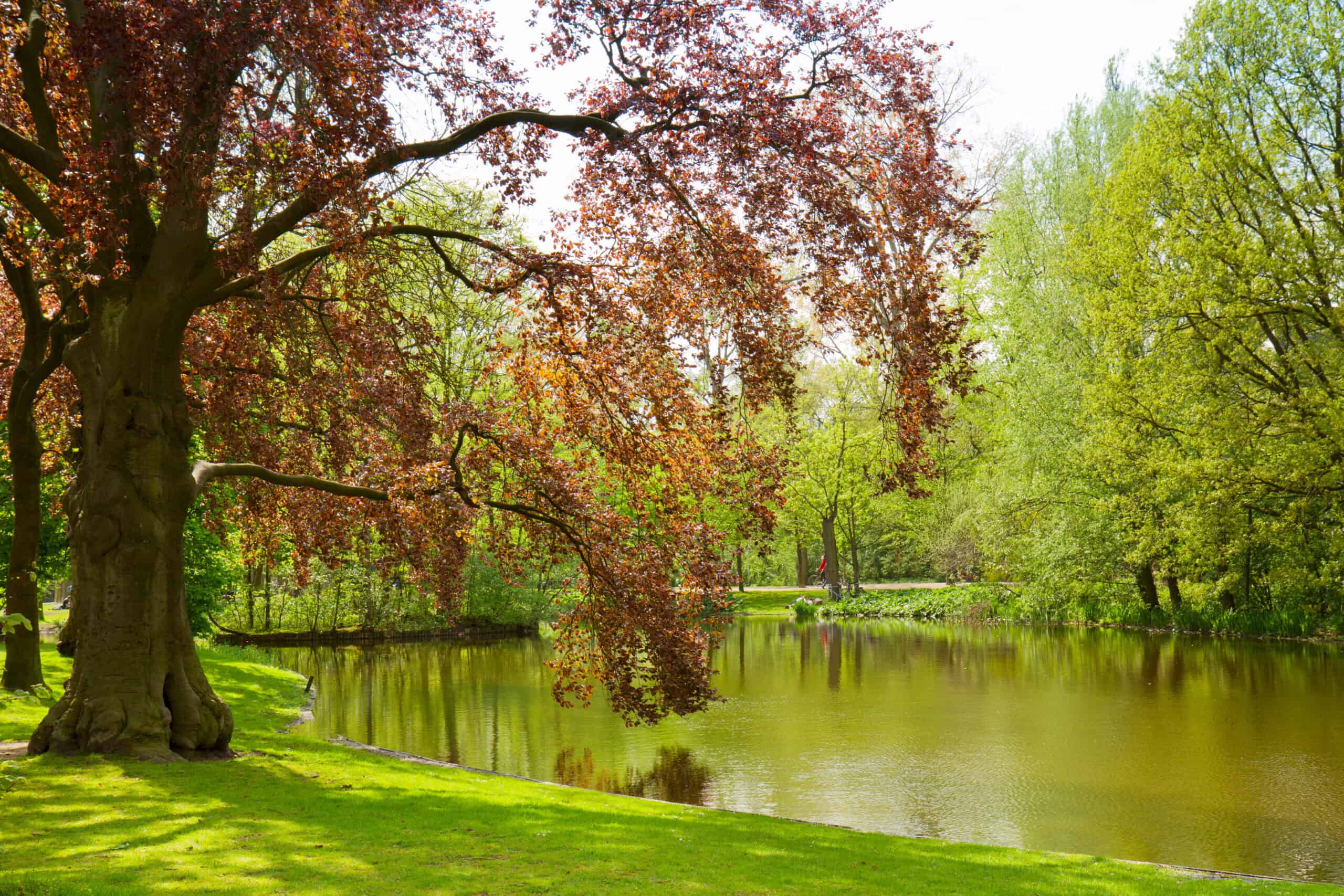 12 Free Things to Do in Major Cities Around the World 5 Vondelpark, Amsterdam, Netherlands
