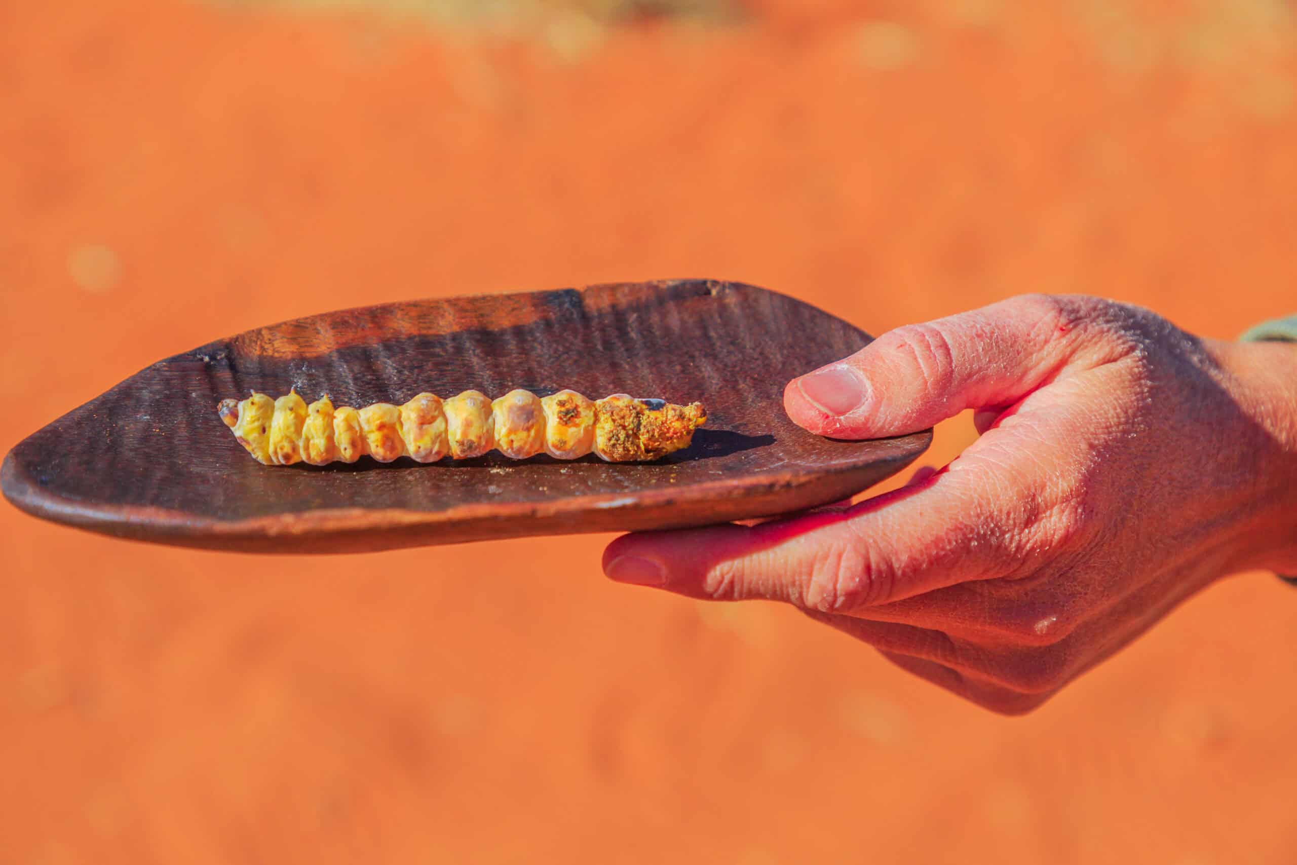 Venturing into the Unknown: 20 Bizarre Foods Around the World 7 Witchetty Grub