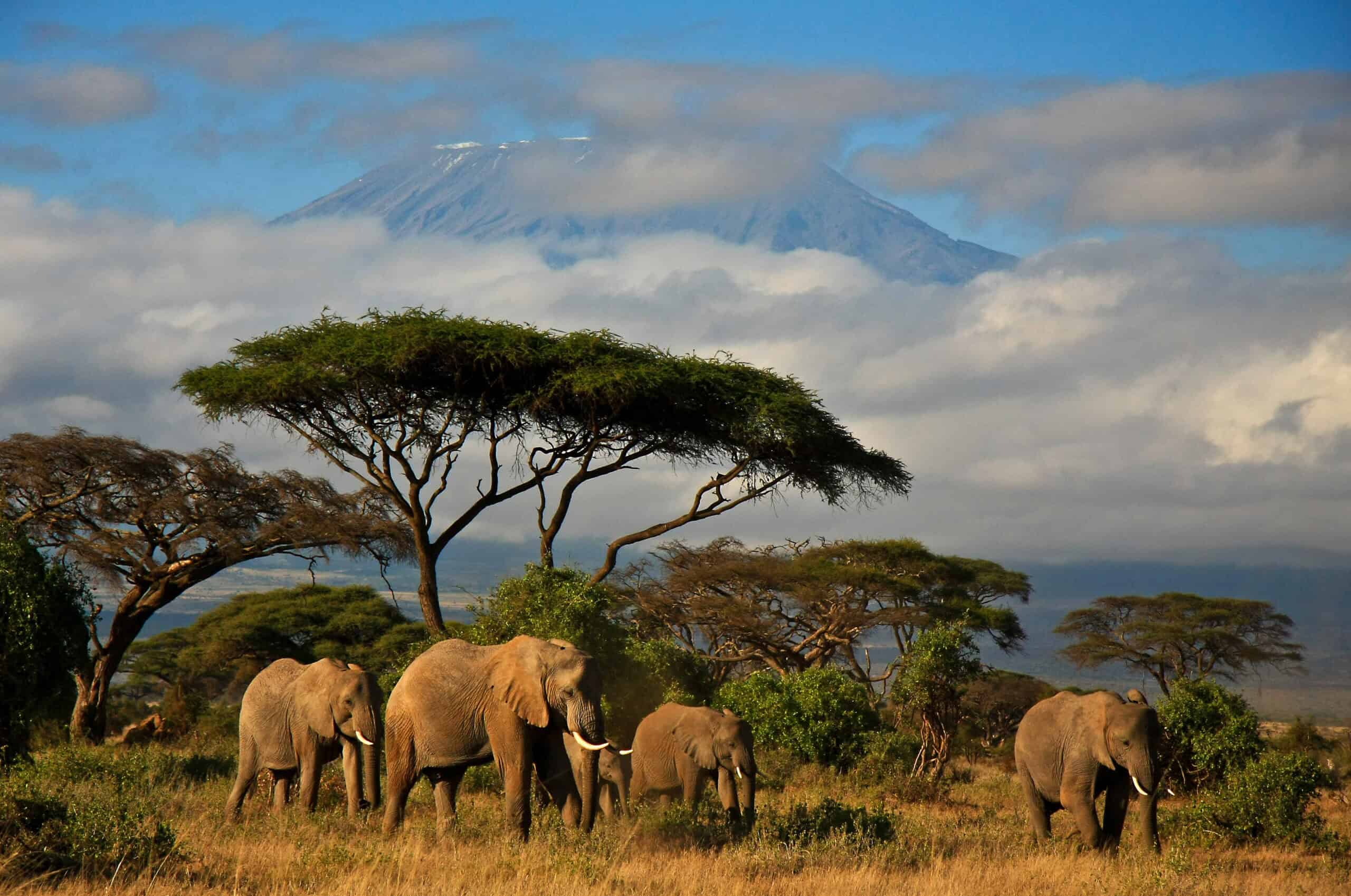 70th Birthday Bliss: 18 Bucket List Trips You've Been Dreaming Of 6 Safari in Kenya, Africa