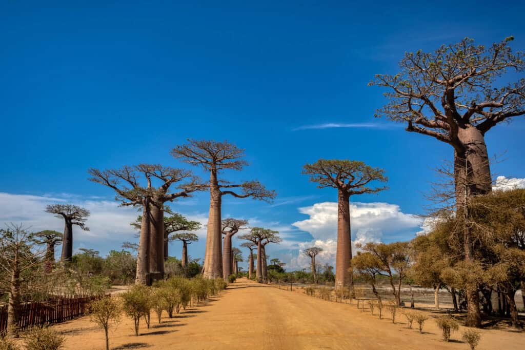 Why Travel Experts Are Quietly Booking Trips to Madagascar: The Indian Ocean's Best-Kept Secret 1 Baobab Alley Madagascar