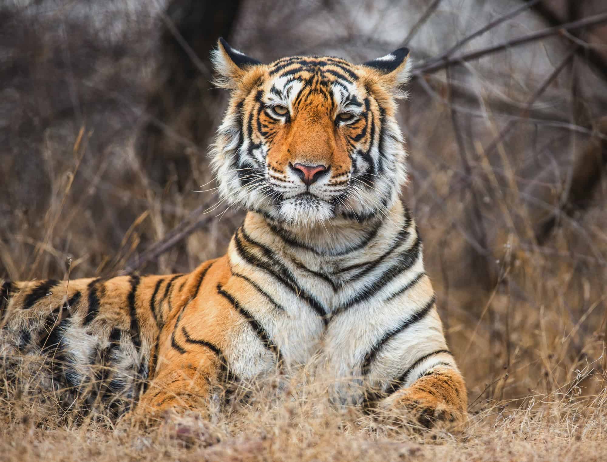 The Smart Traveler's Guide to Budget-Friendly Wildlife Encounters 1 Bengal Tiger India