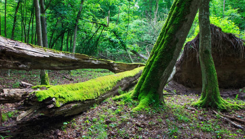 Bialowieza Forest