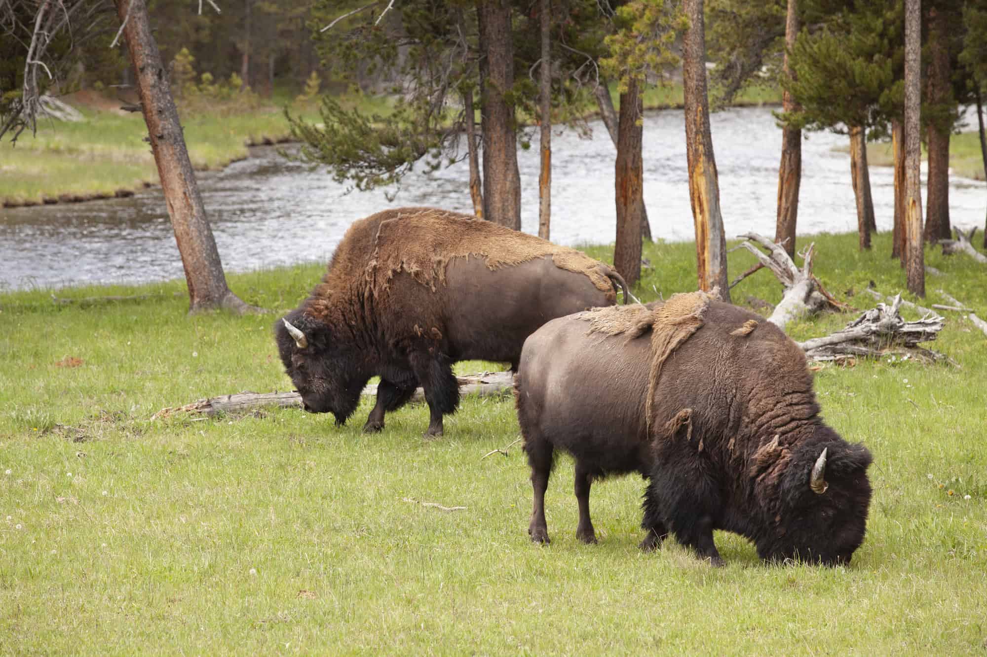 The Smart Traveler's Guide to Budget-Friendly Wildlife Encounters 7 Bison and Elk Yellowstone National Park