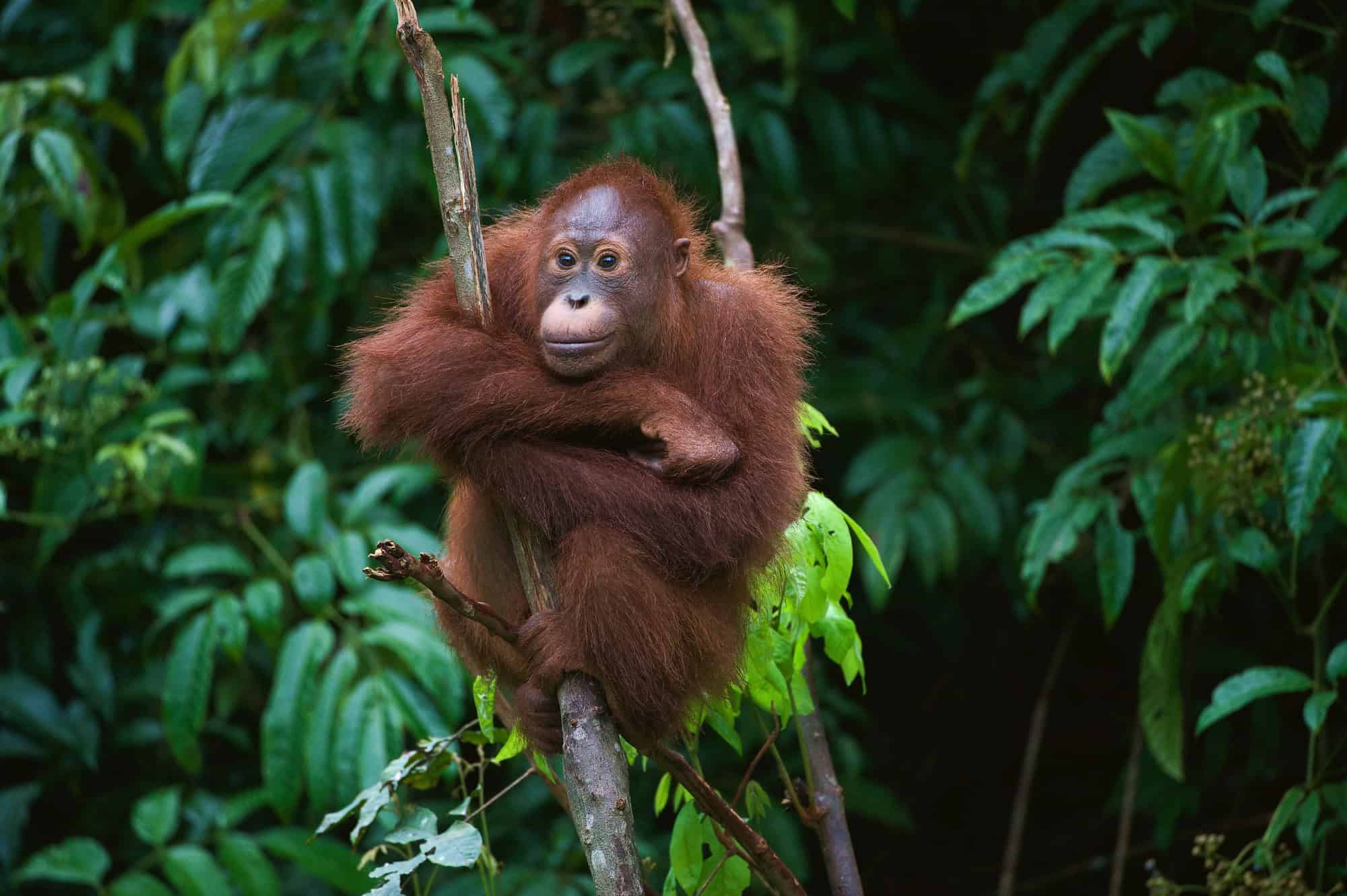 The Smart Traveler's Guide to Budget-Friendly Wildlife Encounters 5 Borneo Orangutan