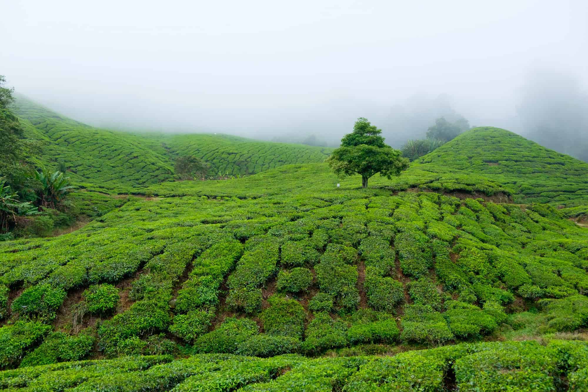Beyond Bali: 12 Asian Destinations Where Tradition Still Rules 12 Cameron Highlands Malaysia