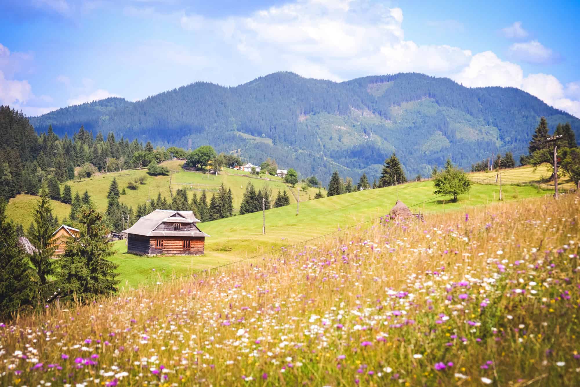The Smart Traveler's Guide to Budget-Friendly Wildlife Encounters 4 Carpathian Mountains