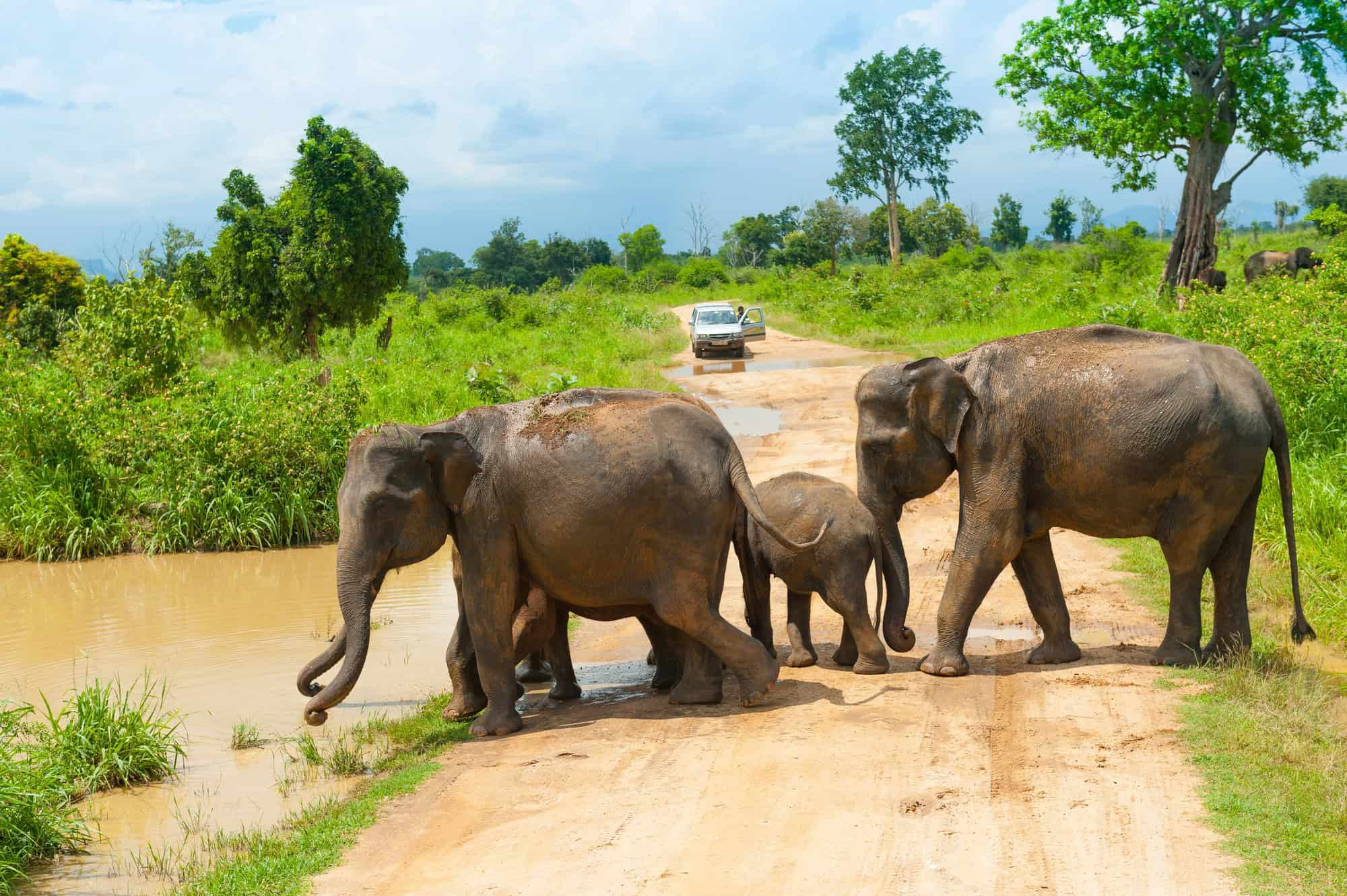 The Smart Traveler's Guide to Budget-Friendly Wildlife Encounters 2 Elephants Udawalawe National Park