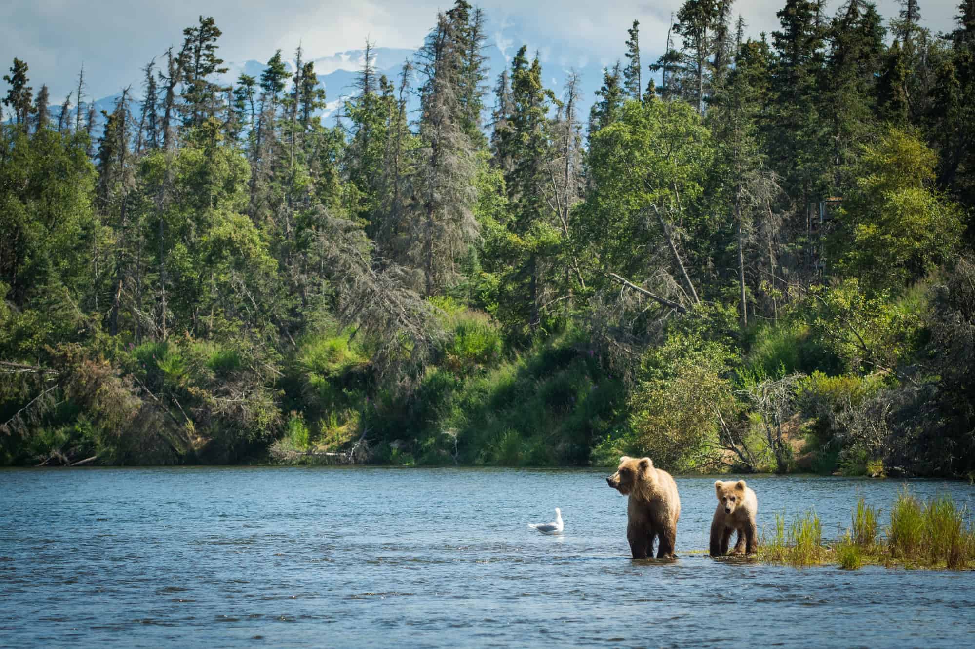 20 Spectacular National Parks Where You Won't Need Elbowroom 18 Katmai Alaska