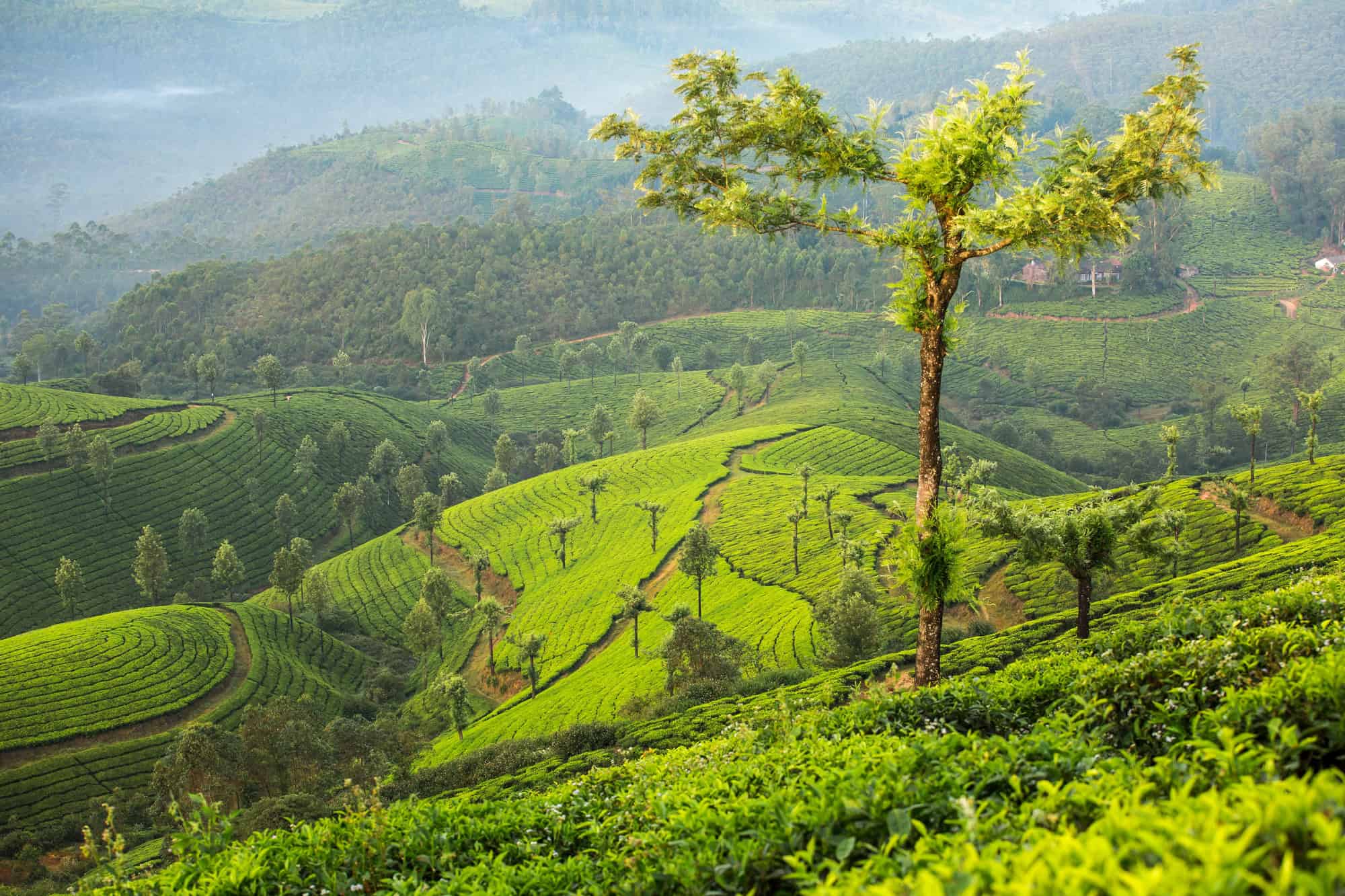Beyond Bali: 12 Asian Destinations Where Tradition Still Rules 7 Kerala India