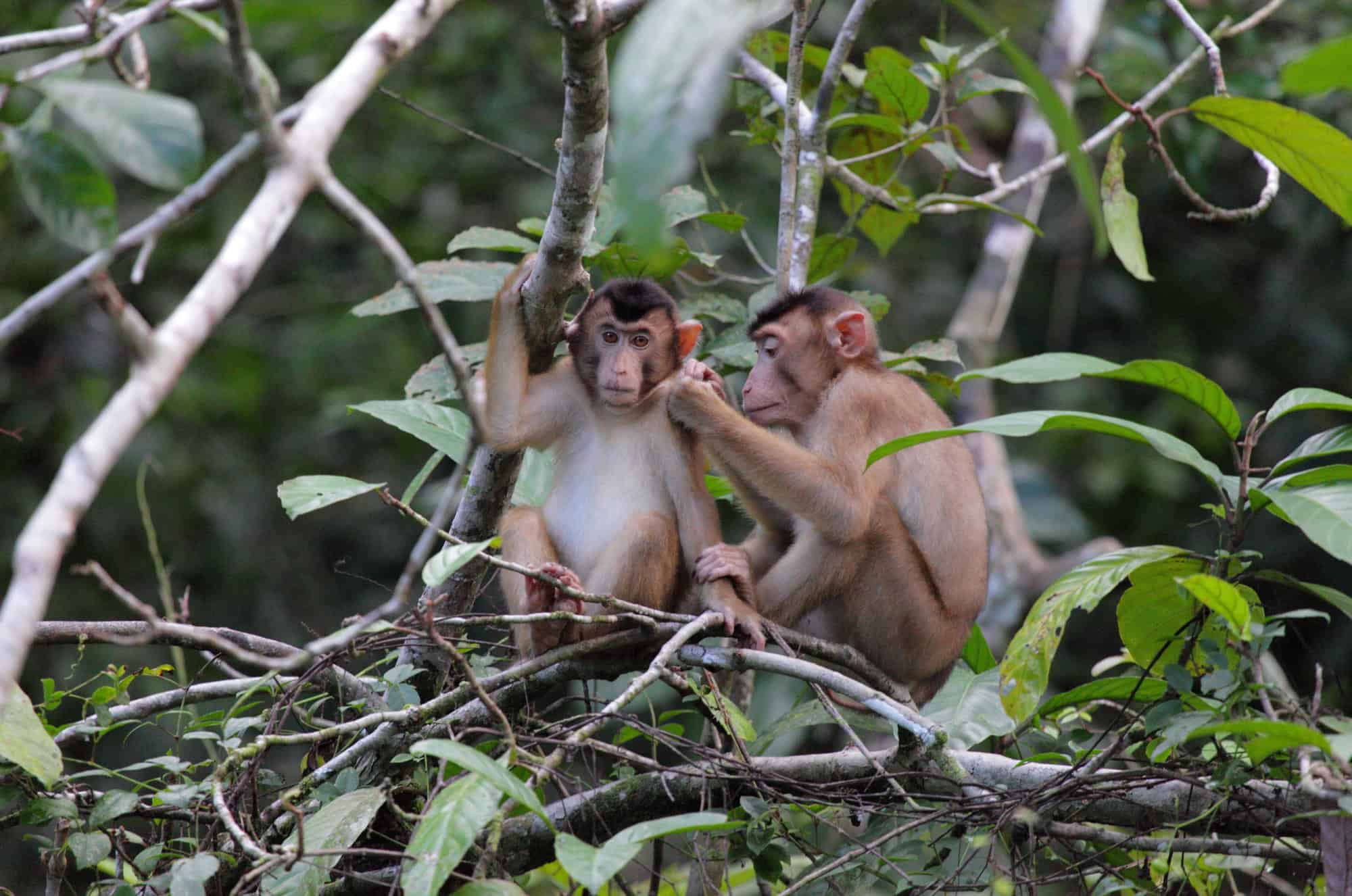 The Smart Traveler's Guide to Budget-Friendly Wildlife Encounters 8 Monkeys Kinabatangan River