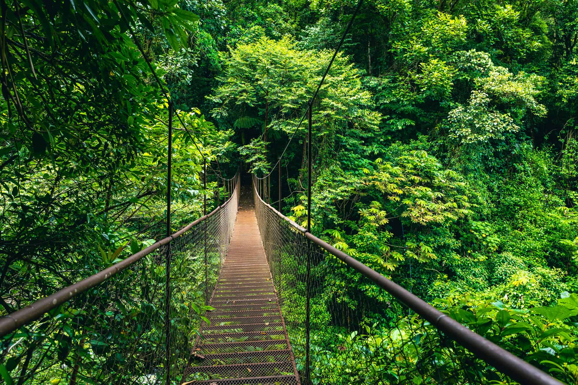 The Smart Traveler's Guide to Budget-Friendly Wildlife Encounters 3 Monteverde Cloud Rainforest