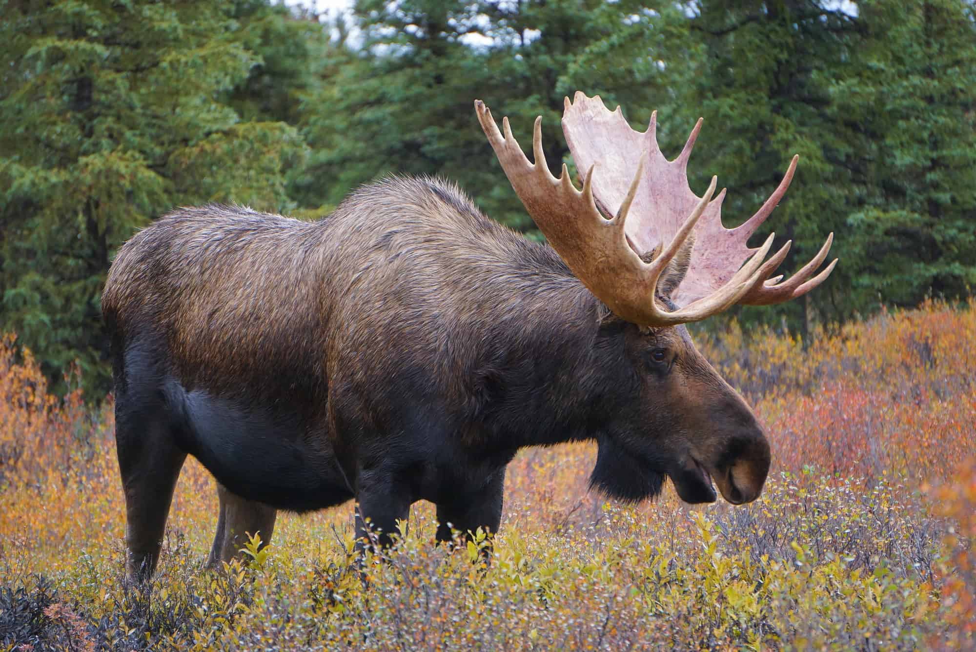 The Smart Traveler's Guide to Budget-Friendly Wildlife Encounters 11 Moose Alaska