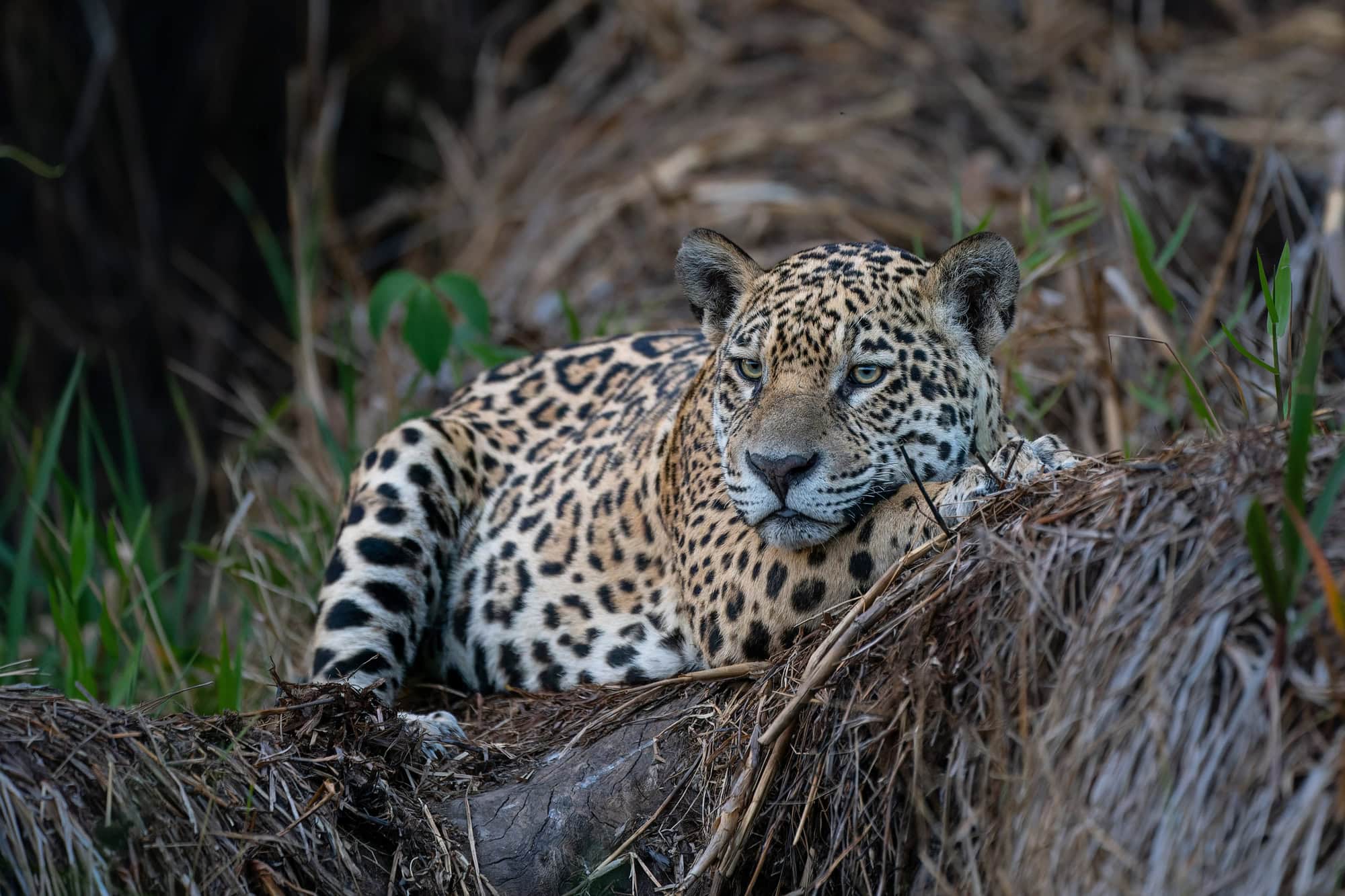 The Smart Traveler's Guide to Budget-Friendly Wildlife Encounters 6 Pantanal Jaguar