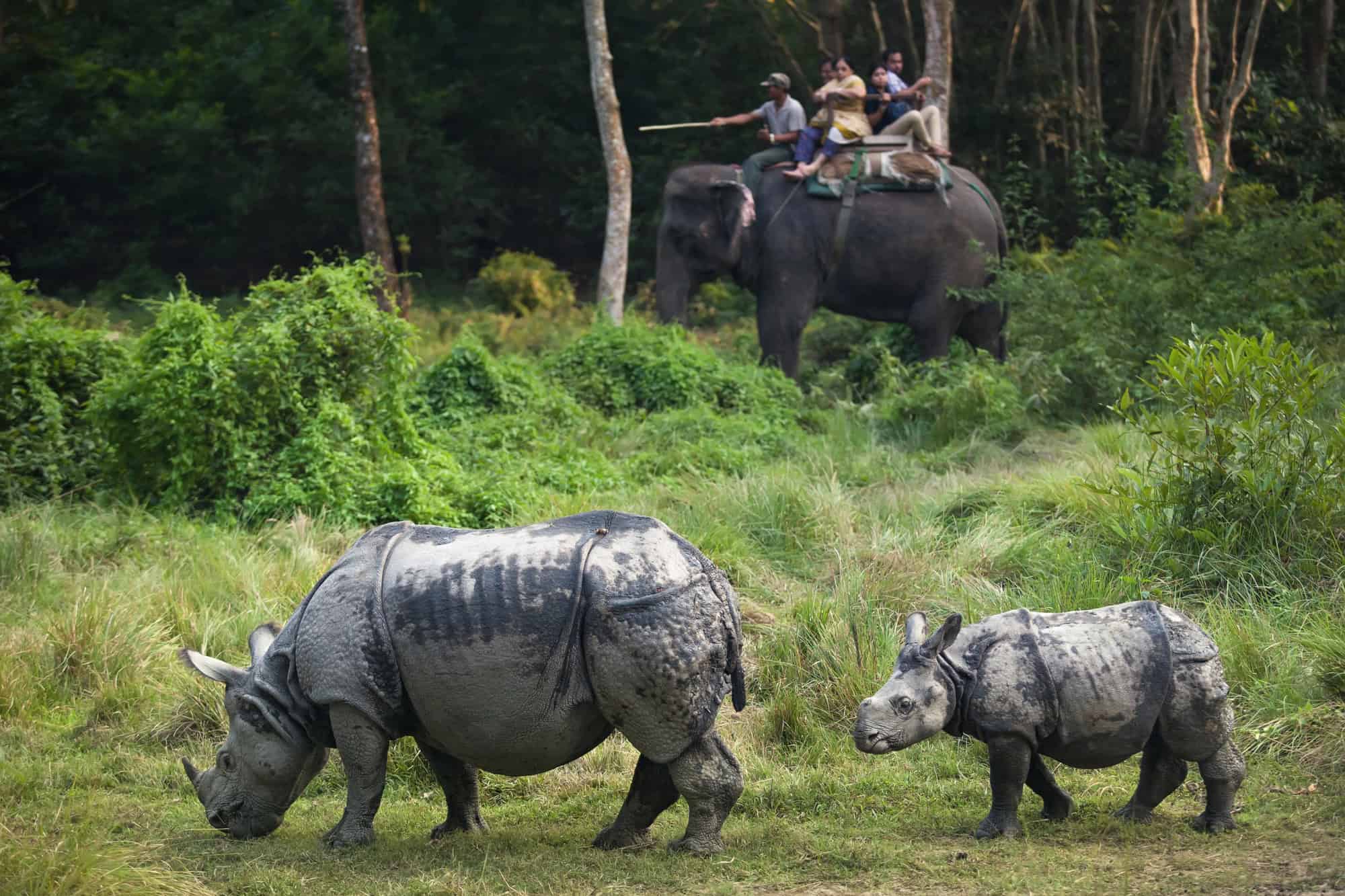 The Smart Traveler's Guide to Budget-Friendly Wildlife Encounters 10 Rhinos Chitwan National Park