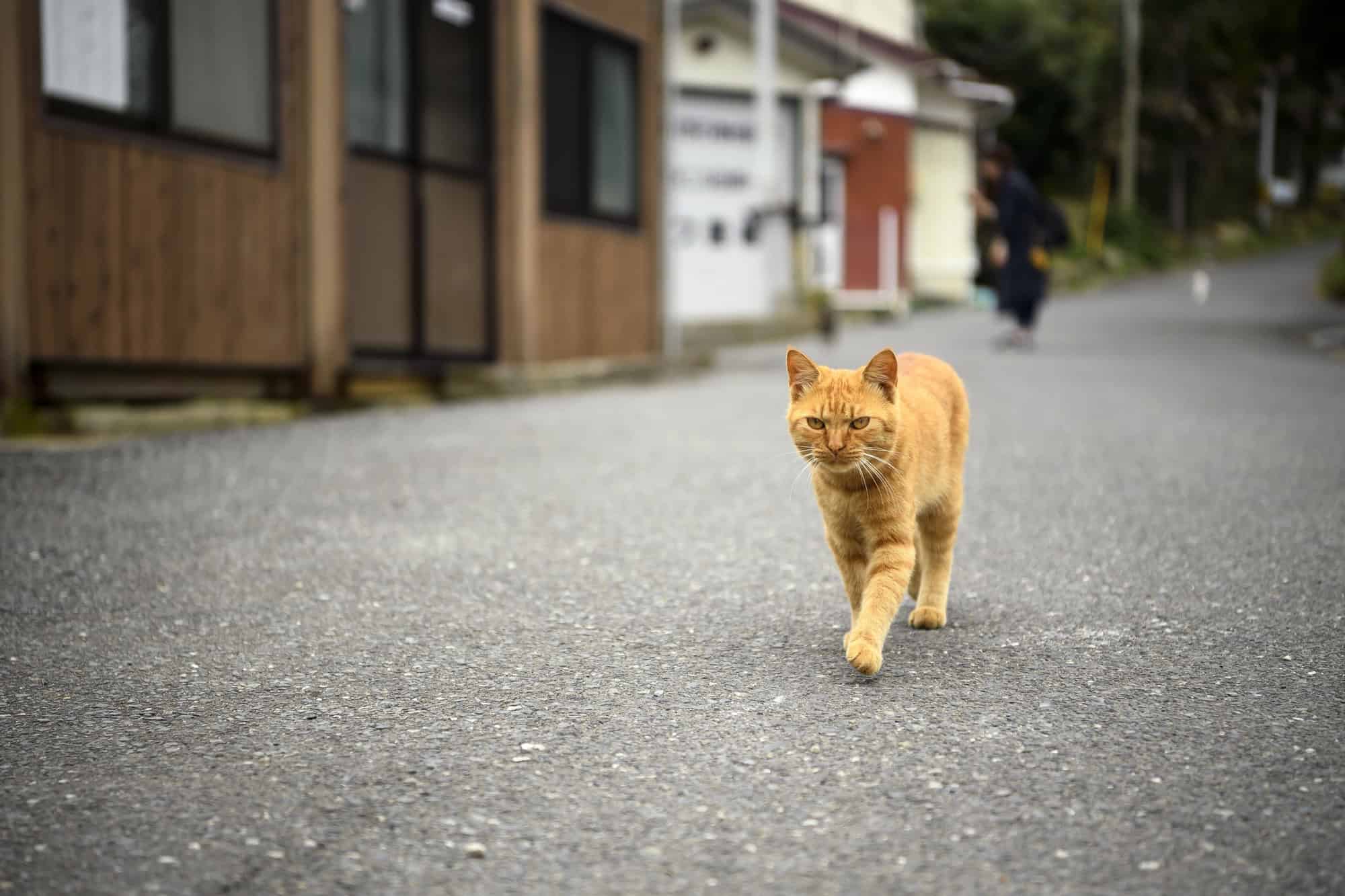 Beyond Bali: 12 Asian Destinations Where Tradition Still Rules 1 Tashirojima Island Japan
