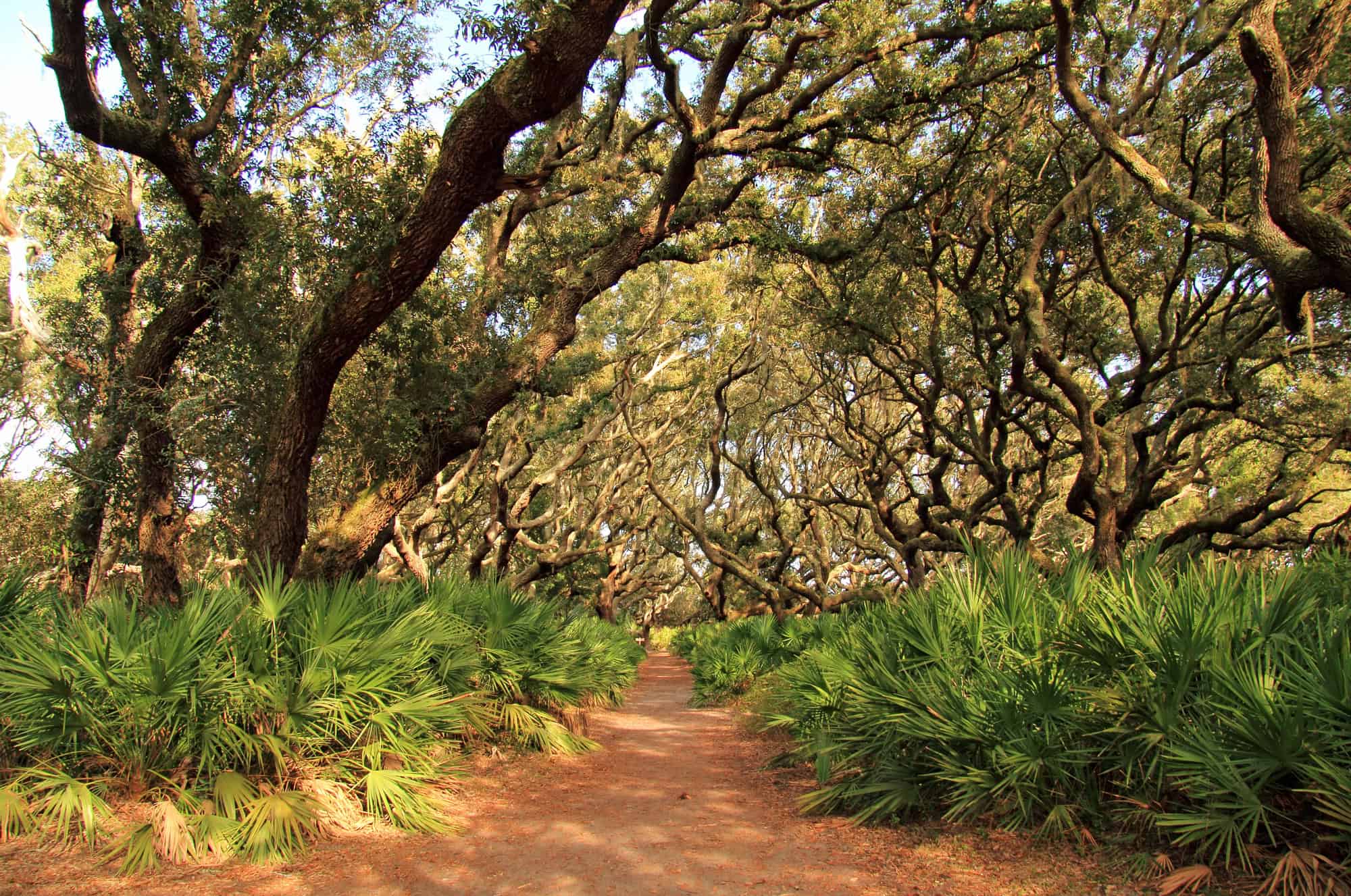 Secret Islands of America: 15 Hidden Gems That Time Forgot 11 Cumberland Island GA