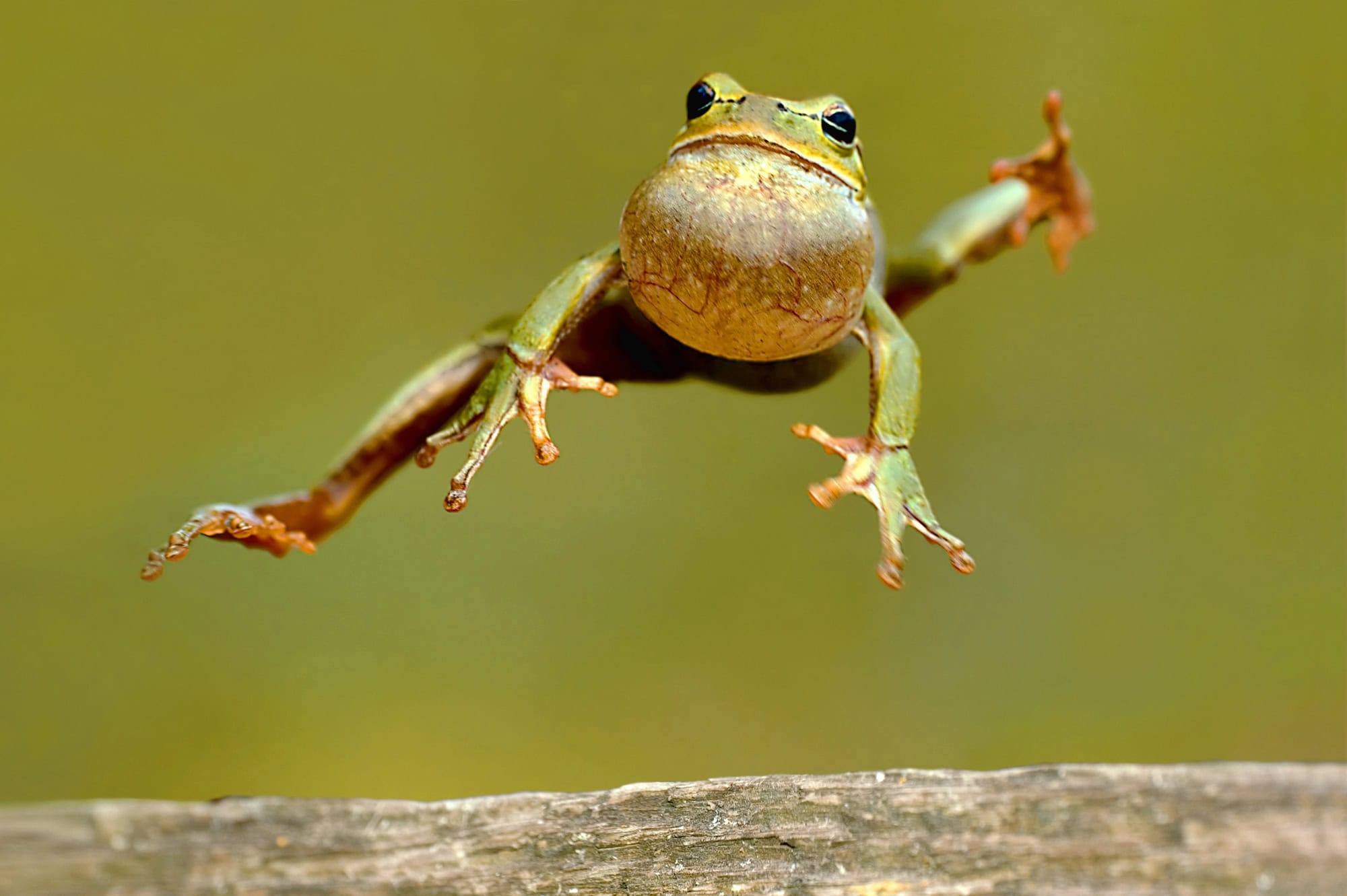 Forget Coachella: These Quirky Small-Town Festivals Are America's Best Party Secret 2 Frog