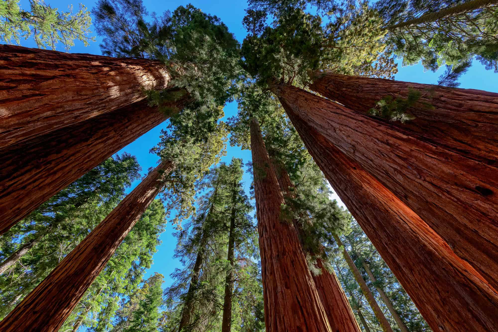 Nature's Best-Kept Secrets: 15 National Monuments That'll Leave You Speechless 7 Giant Sequoia California