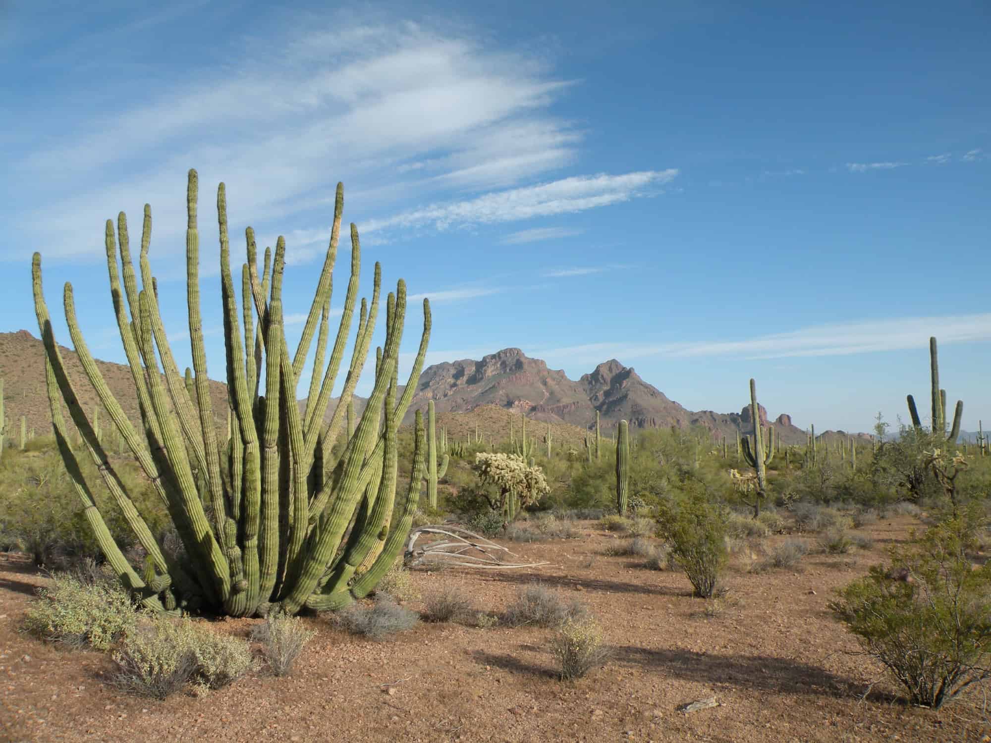 Nature's Best-Kept Secrets: 15 National Monuments That'll Leave You Speechless 3 Organ Pipe Cactus Arizona